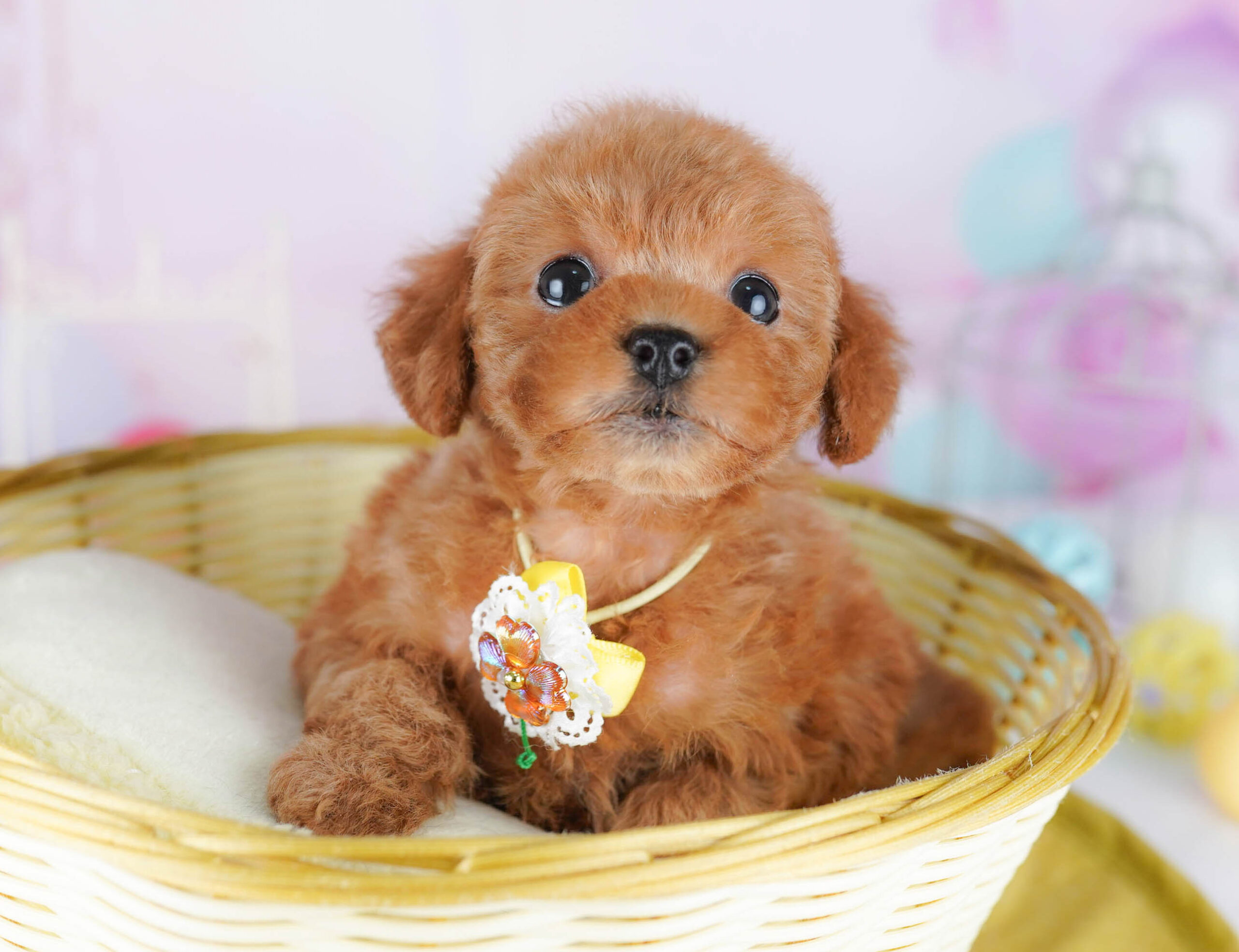 トイ・プードル | 女の子 | レッド | 2025年11月24日