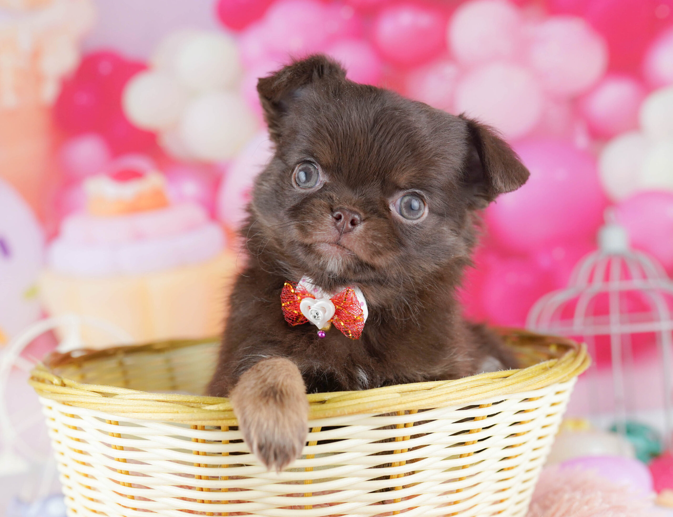 チワワ(ロング) | 男の子 | チョコレート&タン | 2025年11月28日