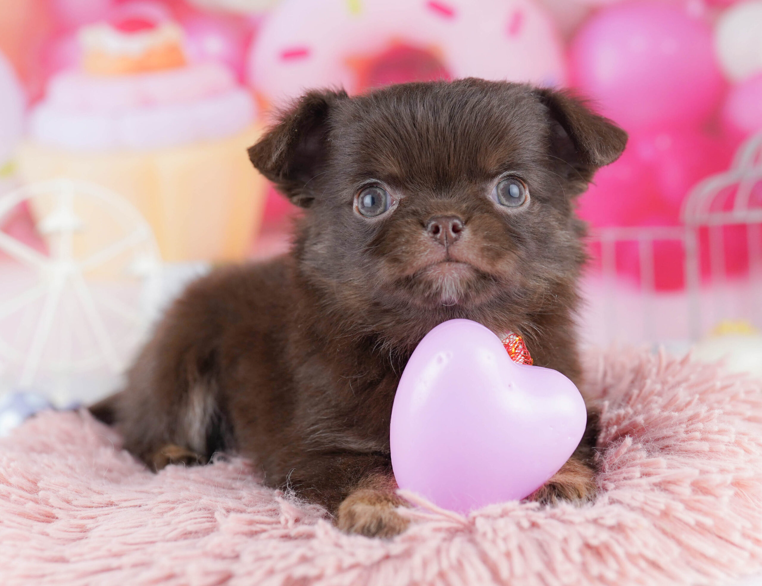 チワワ(ロング) | 男の子 | チョコレート&タン | 2025年11月28日