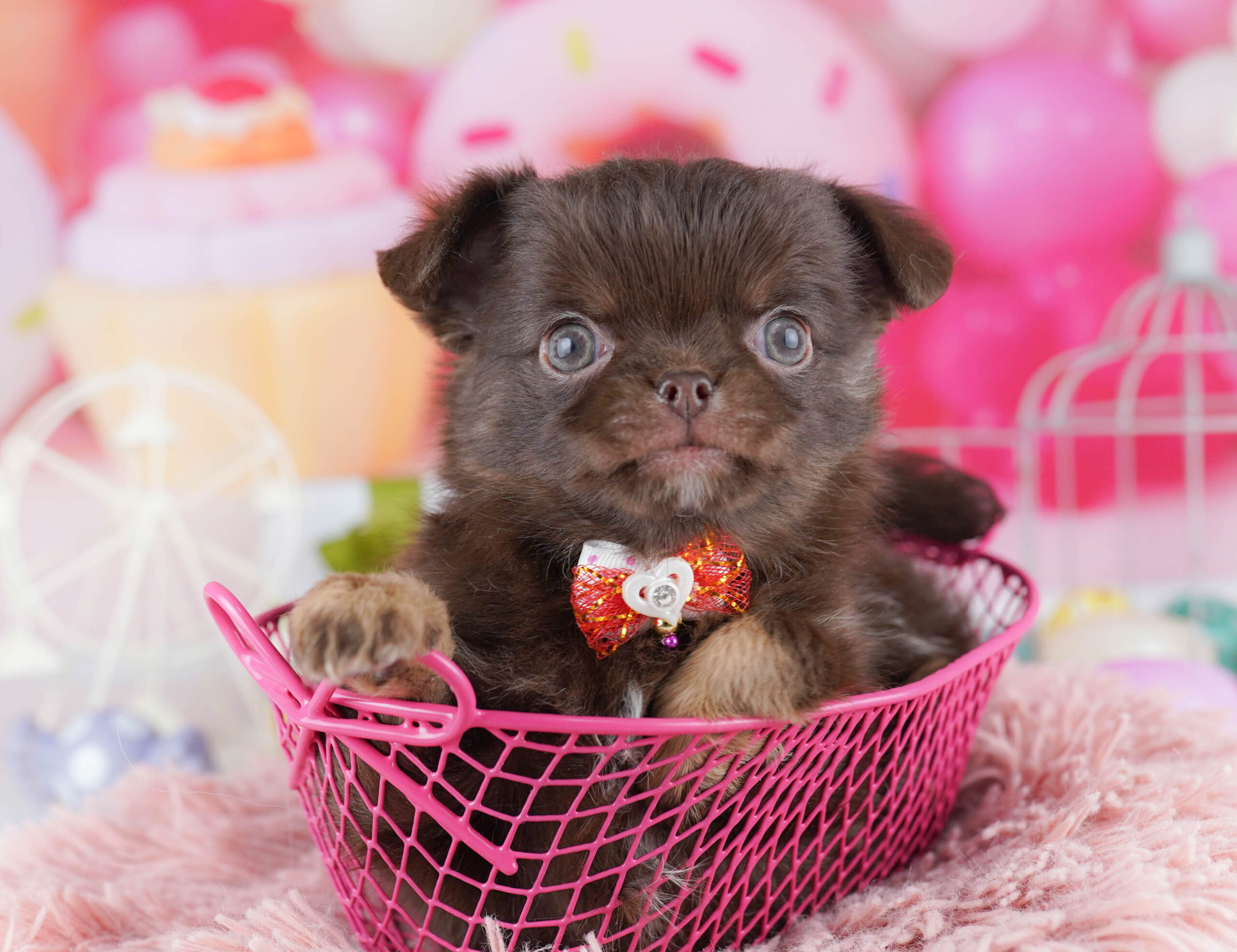 チワワ(ロング) | 男の子 | チョコレート&タン | 2025年11月28日