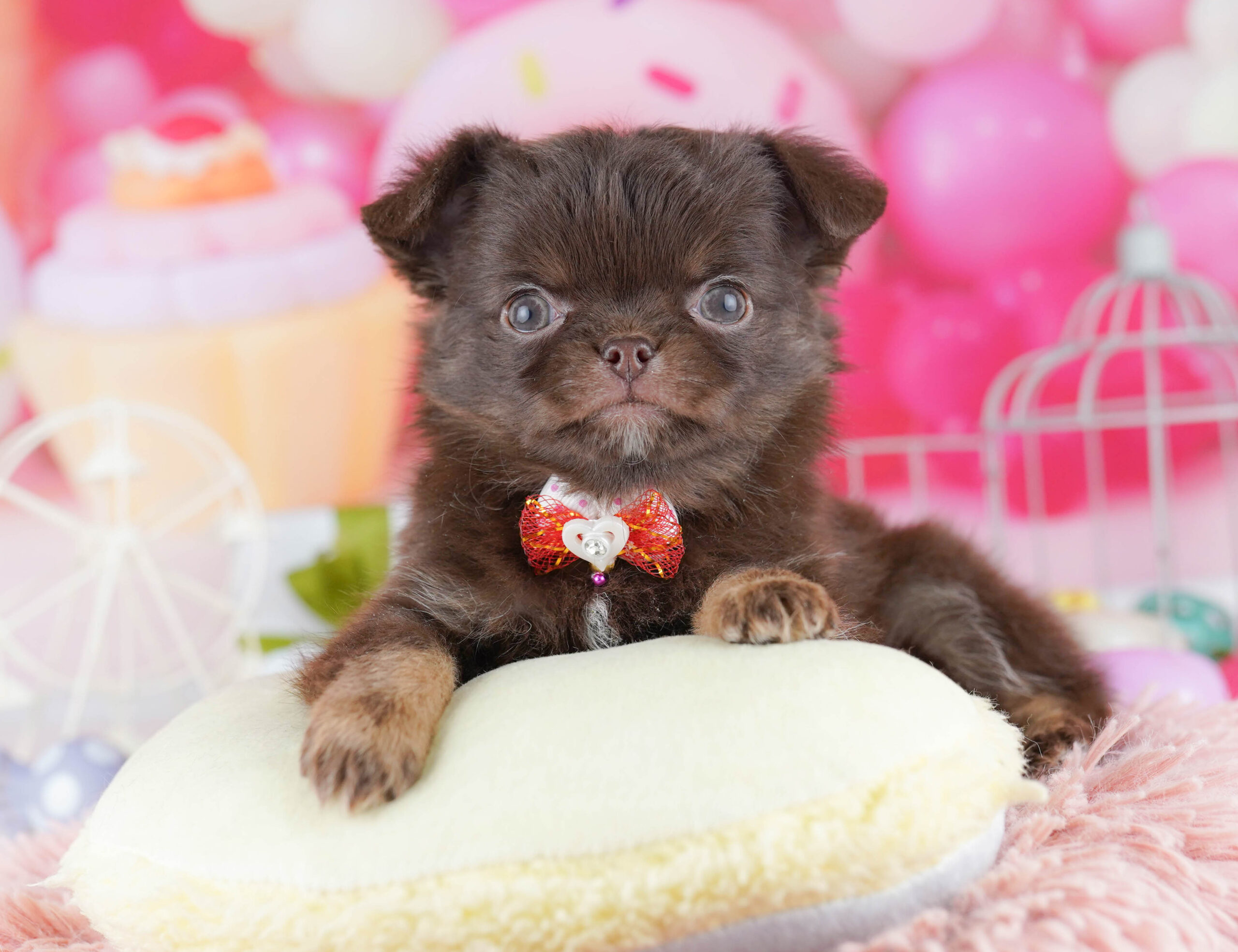 チワワ(ロング) | 男の子 | チョコレート&タン | 2025年11月28日