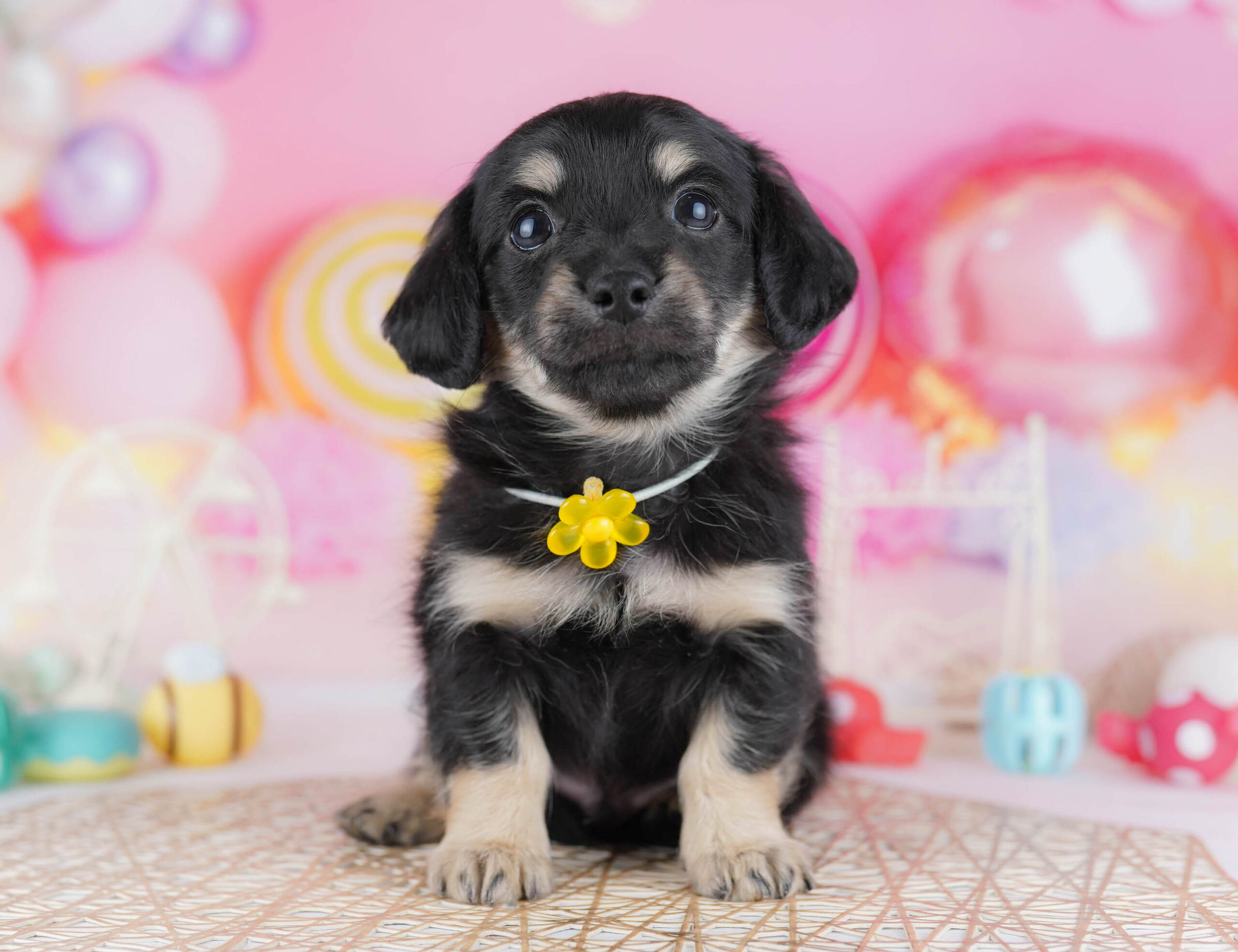 チワックス | 男の子 | ブラック＆イエロー | 2025年11月30日