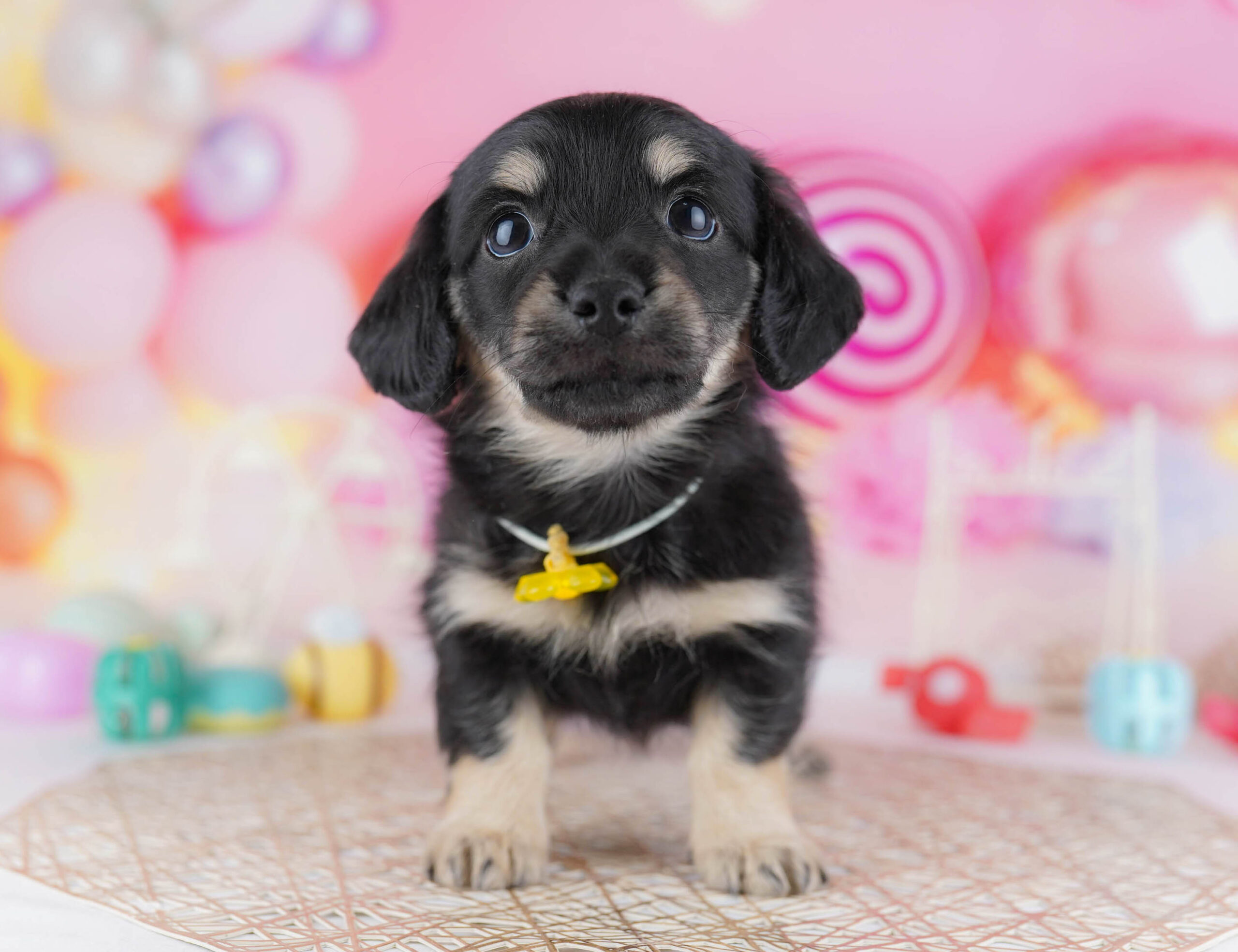 チワックス | 男の子 | ブラック＆イエロー | 2025年11月30日