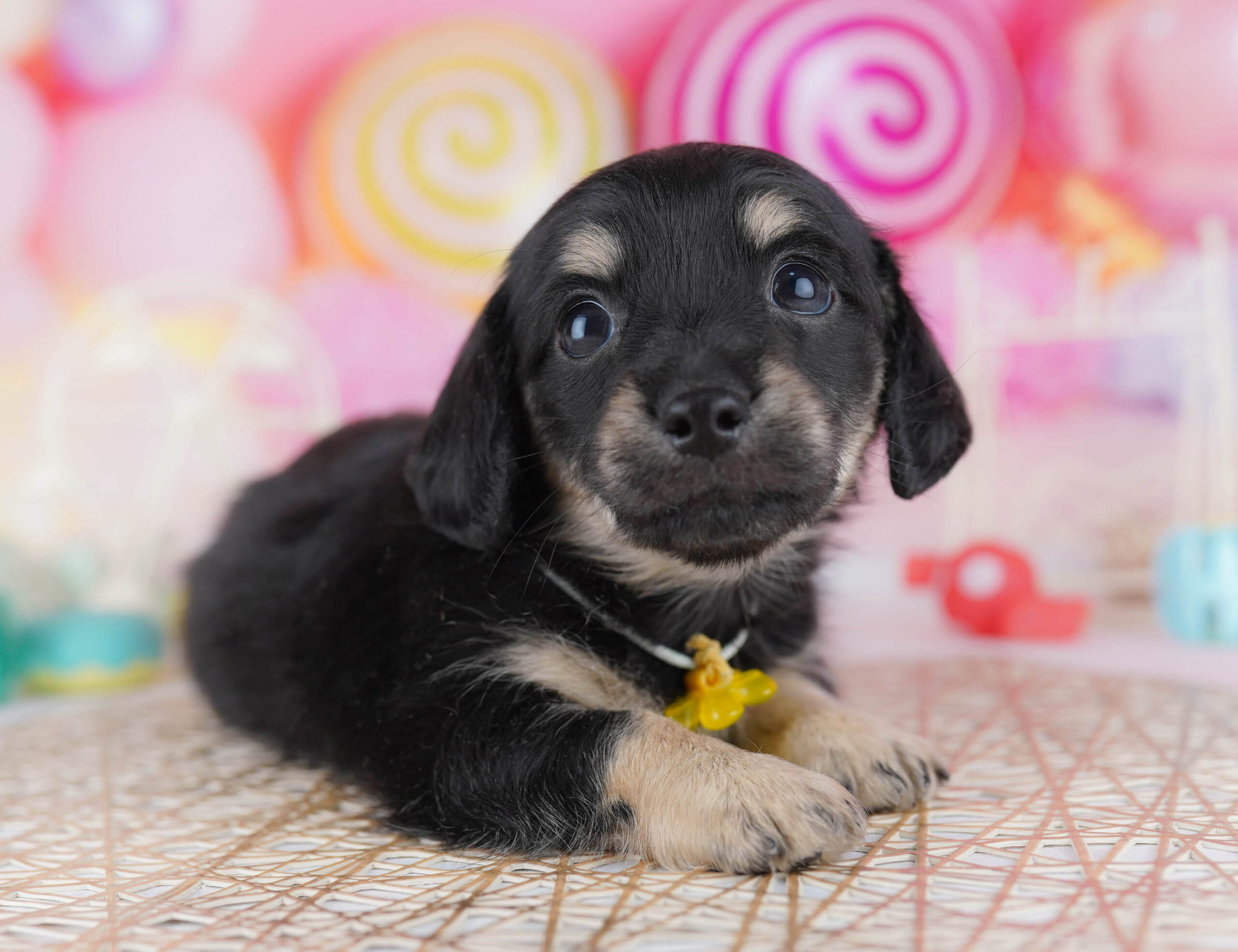 チワックス | 男の子 | ブラック＆イエロー | 2025年11月30日