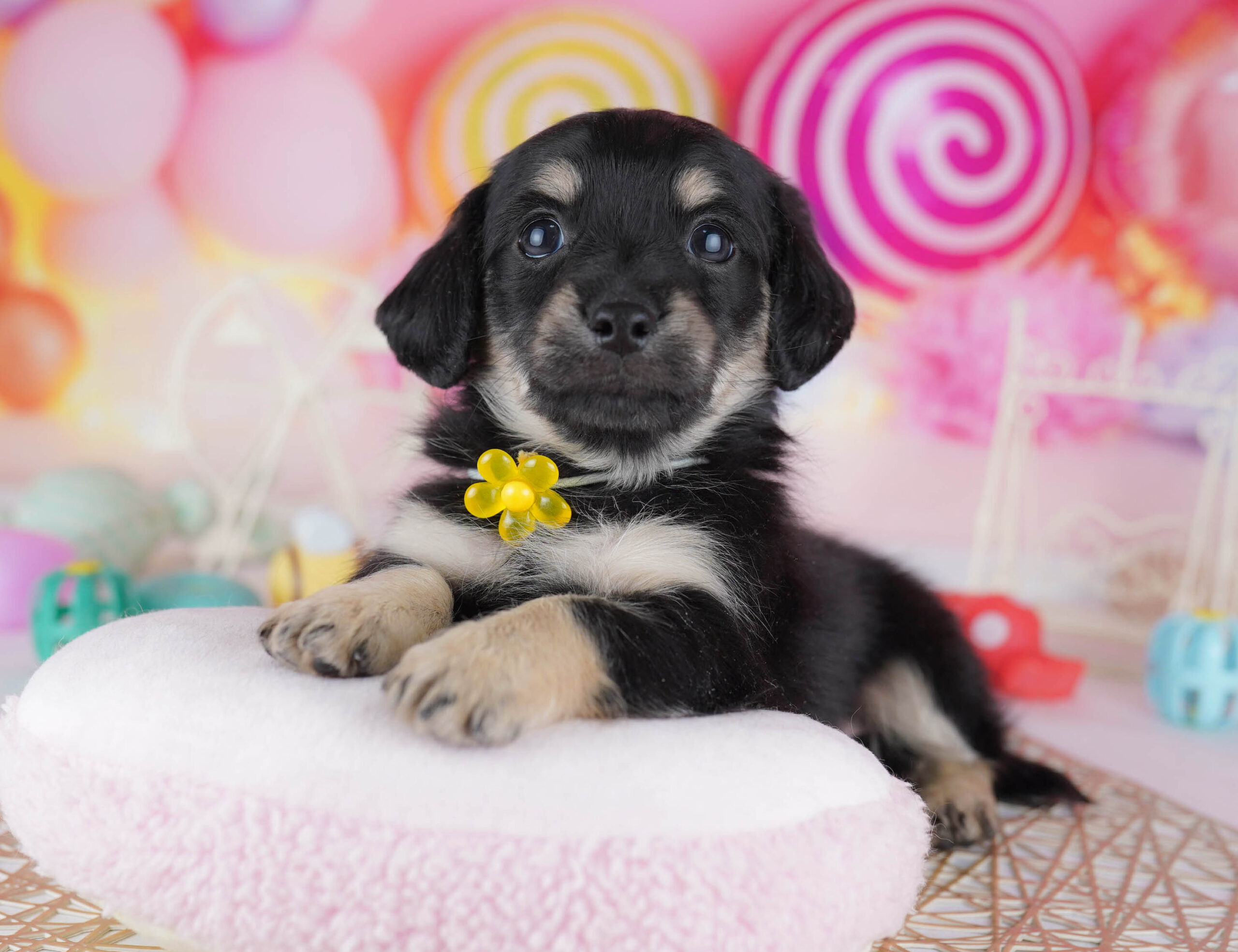 チワックス | 男の子 | ブラック＆イエロー | 2025年11月30日