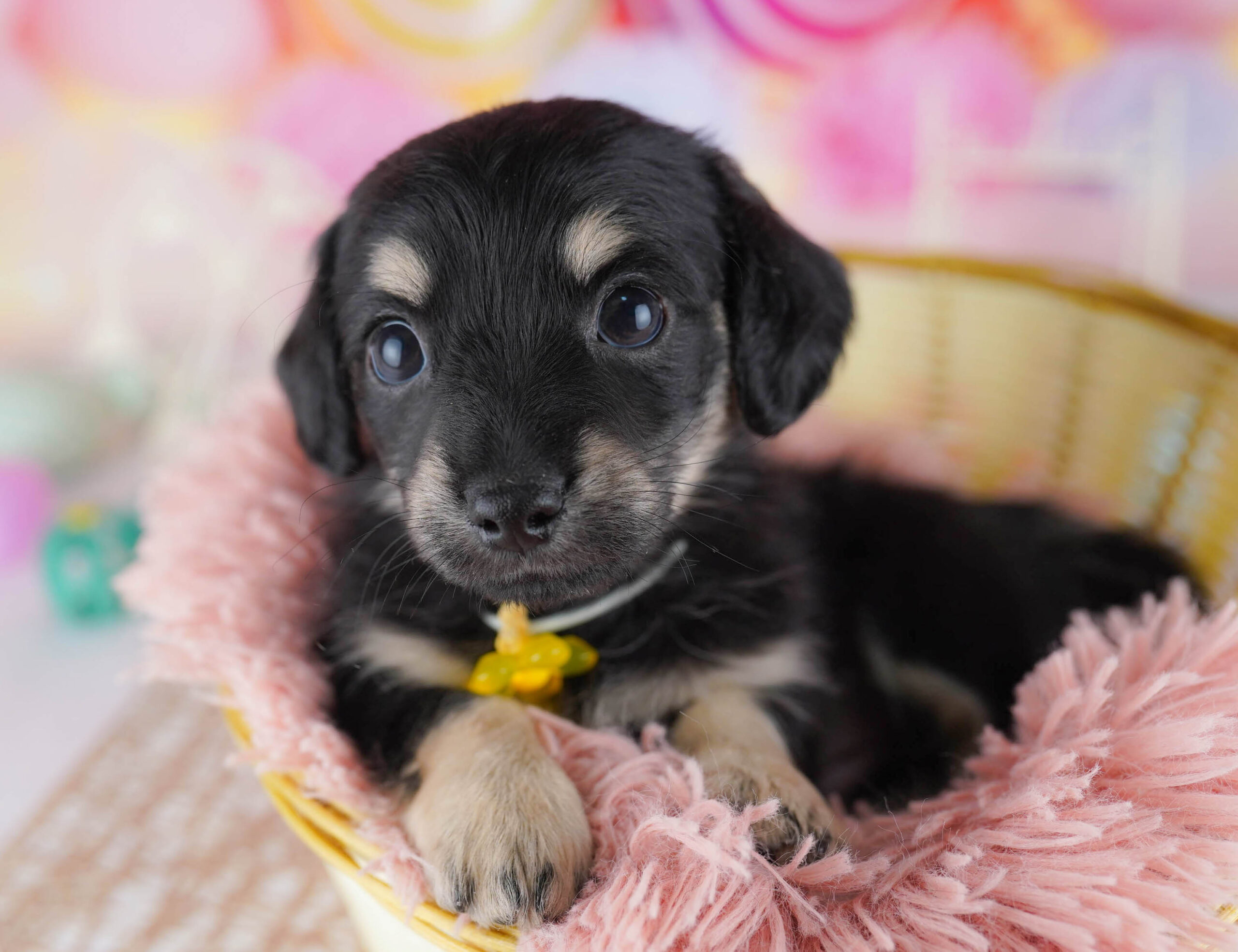 チワックス | 男の子 | ブラック＆イエロー | 2025年11月30日