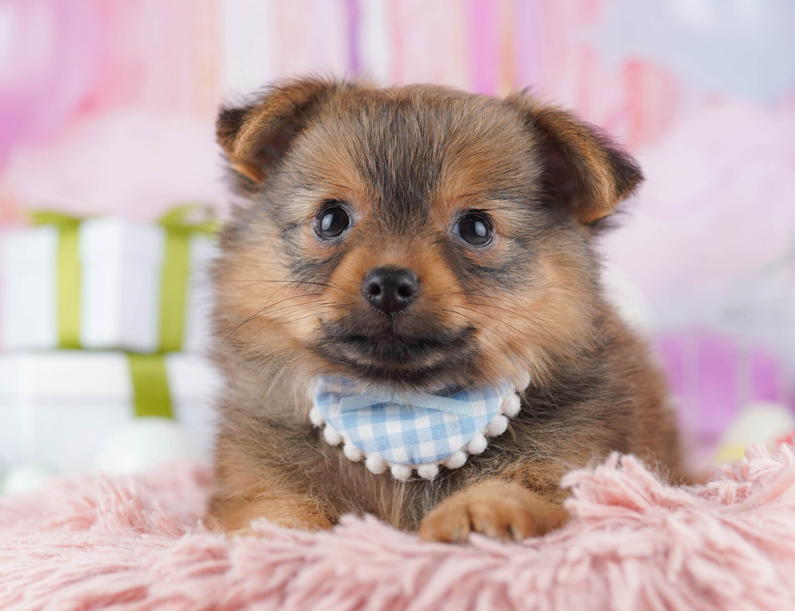 チワポメ | 男の子 | フォーン | 2025年11月30日