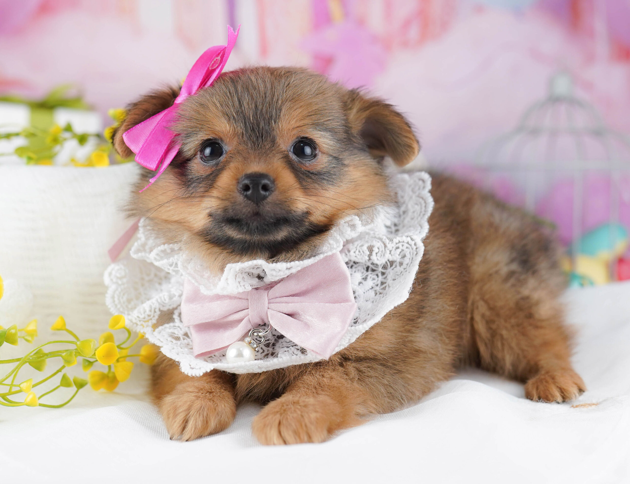 チワポメ | 男の子 | フォーン | 2025年11月30日