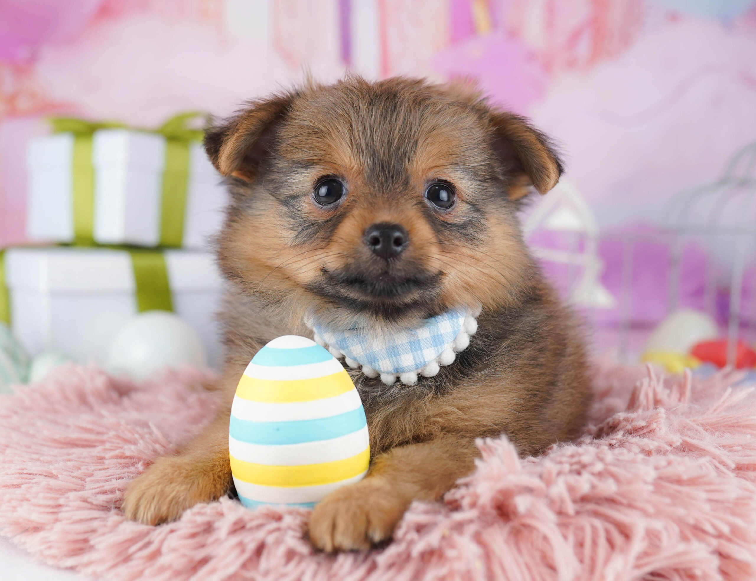 チワポメ | 男の子 | フォーン | 2025年11月30日