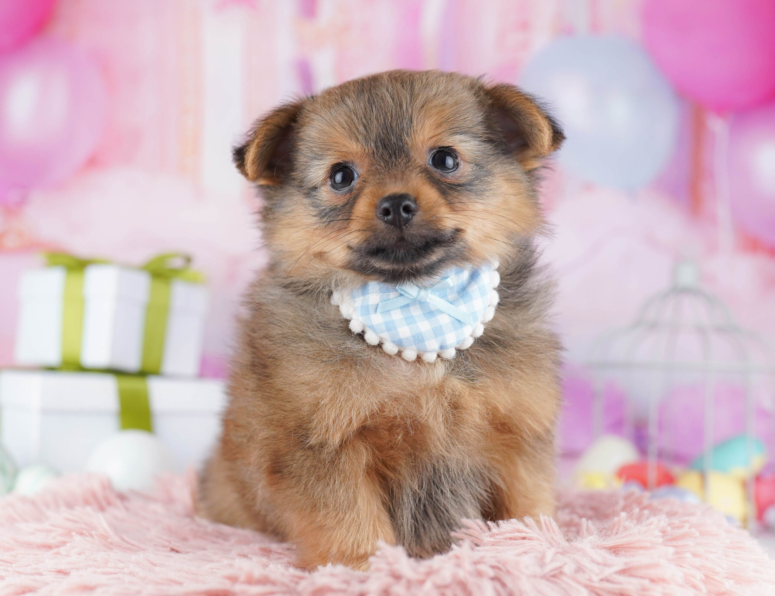 チワポメ | 男の子 | フォーン | 2025年11月30日