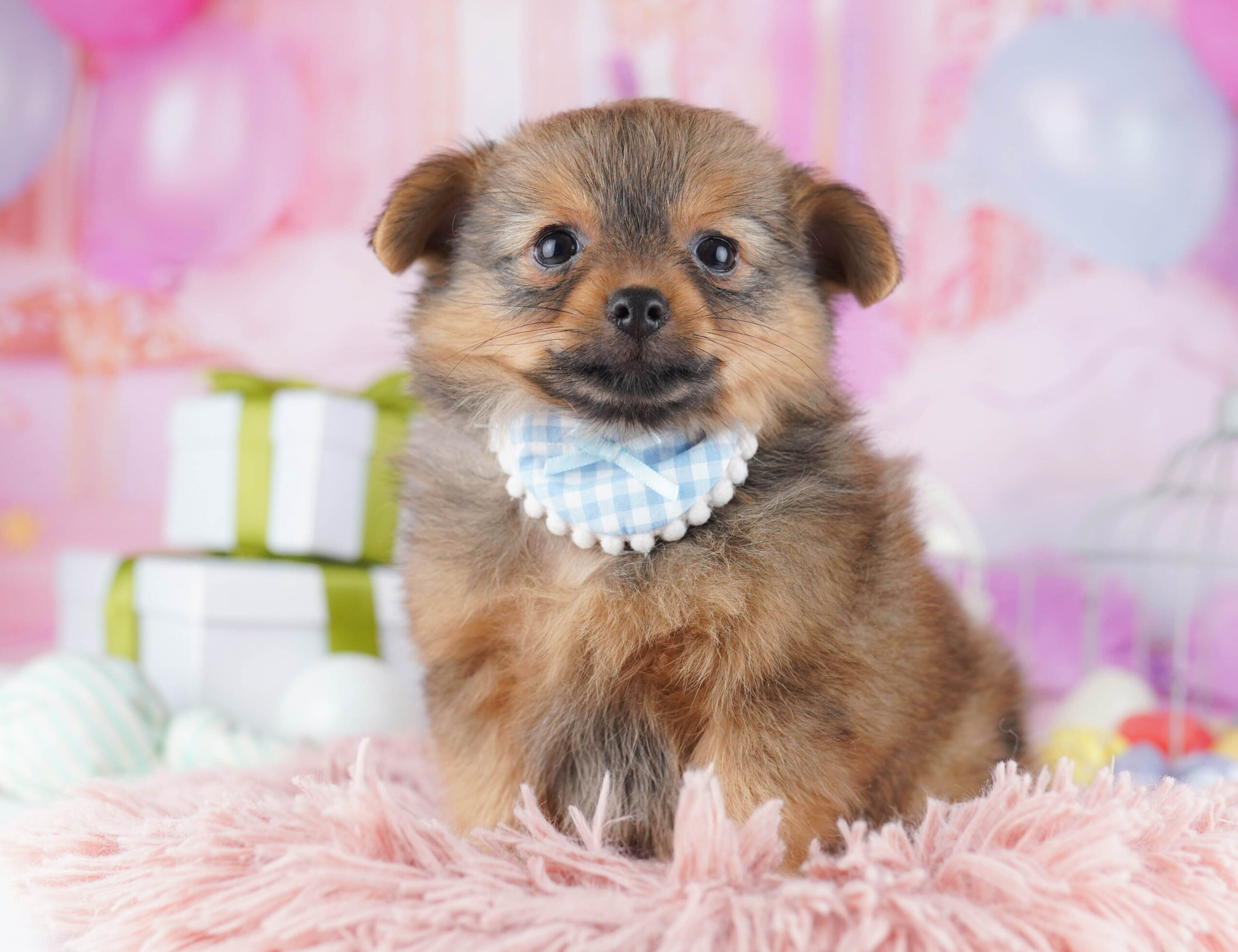 チワポメ | 男の子 | フォーン | 2025年11月30日