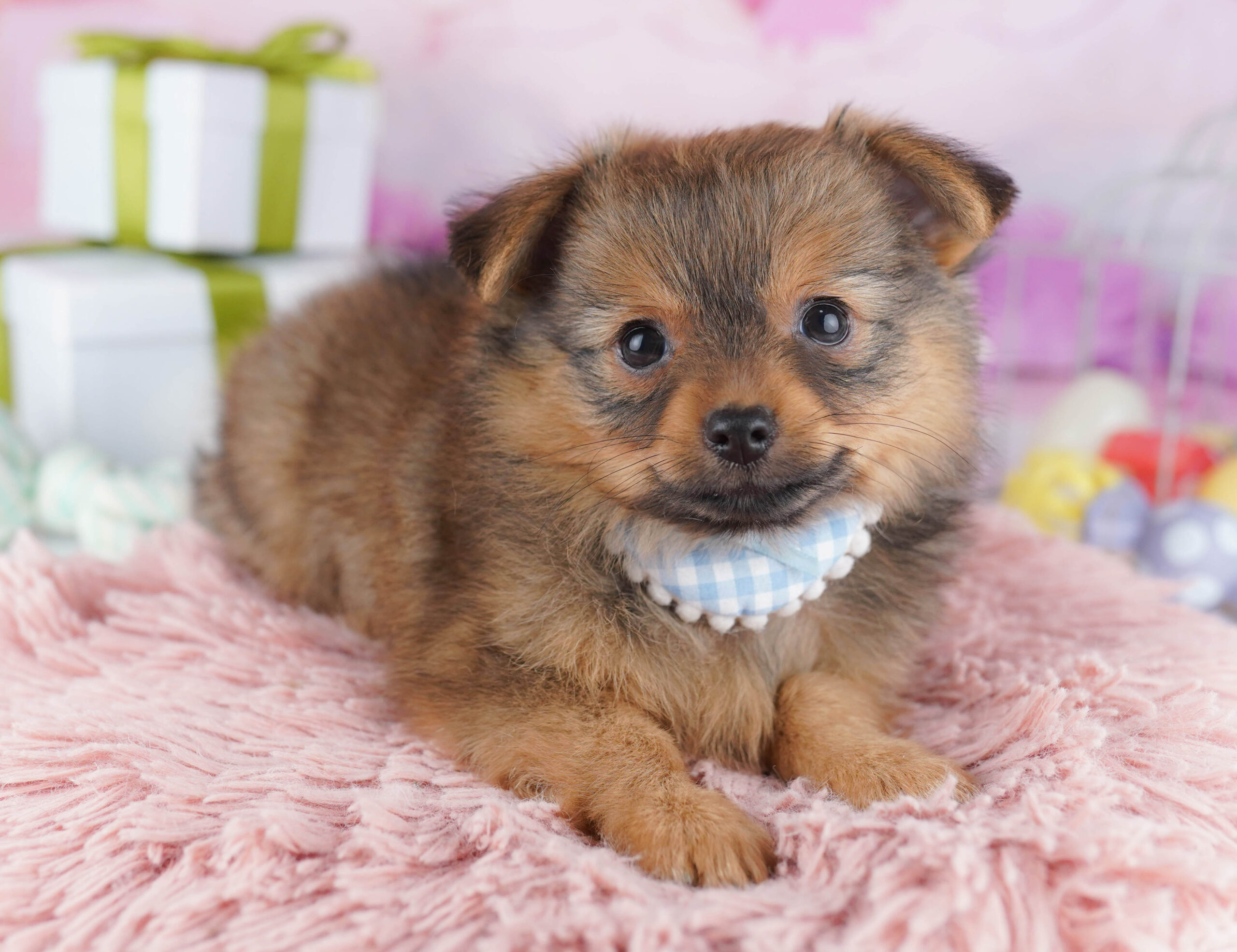 チワポメ | 男の子 | フォーン | 2025年11月30日