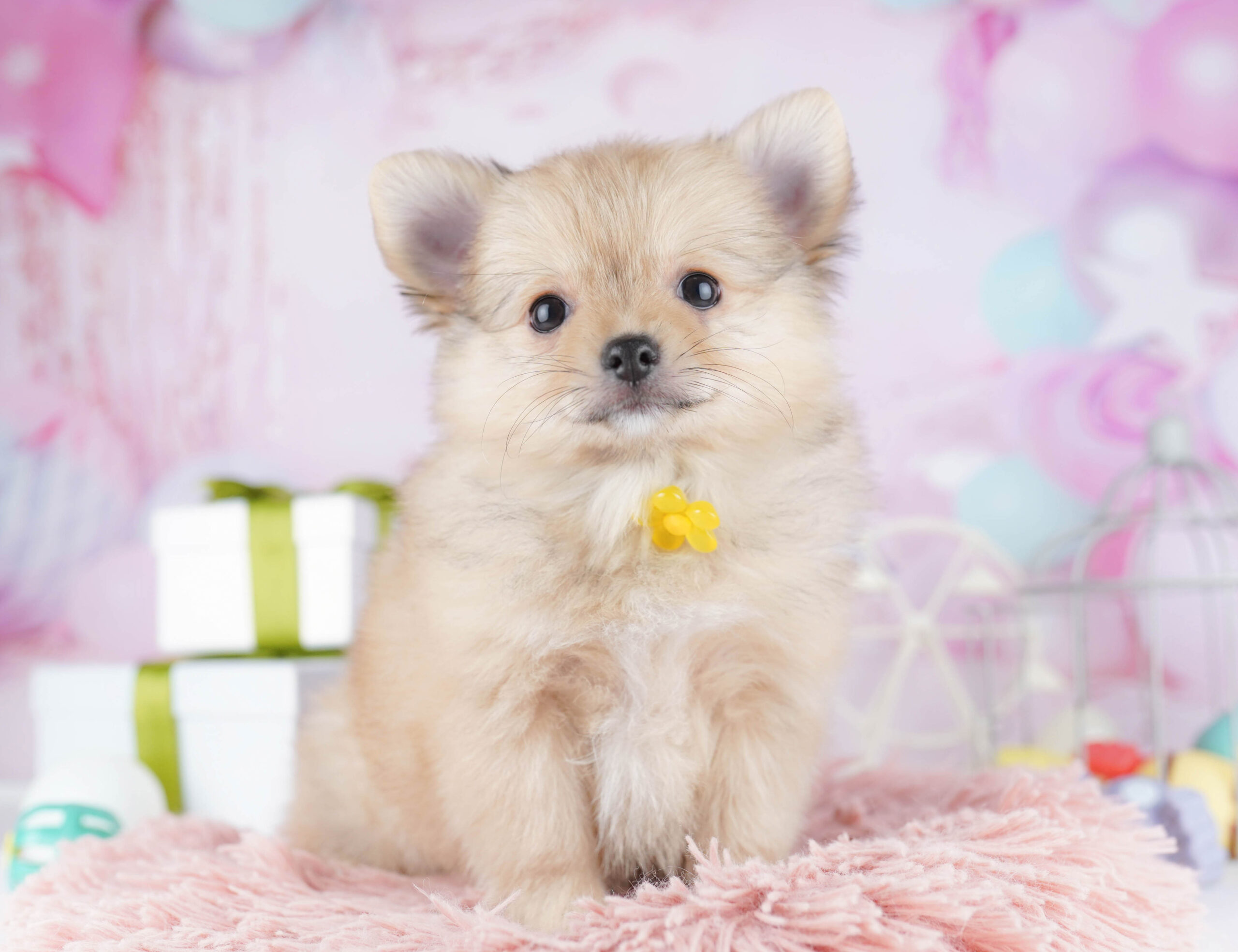 チワポメ | 男の子 | オレンジ | 2025年11月30日