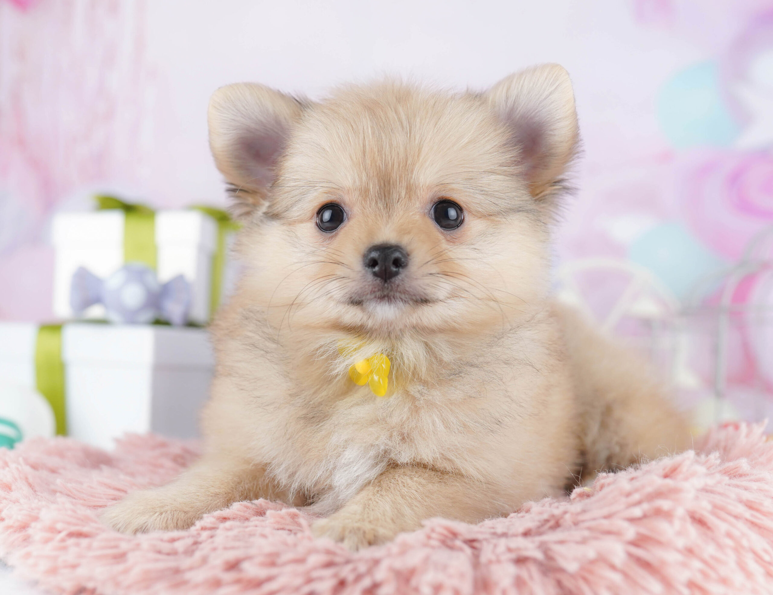 チワポメ | 男の子 | オレンジ | 2025年11月30日