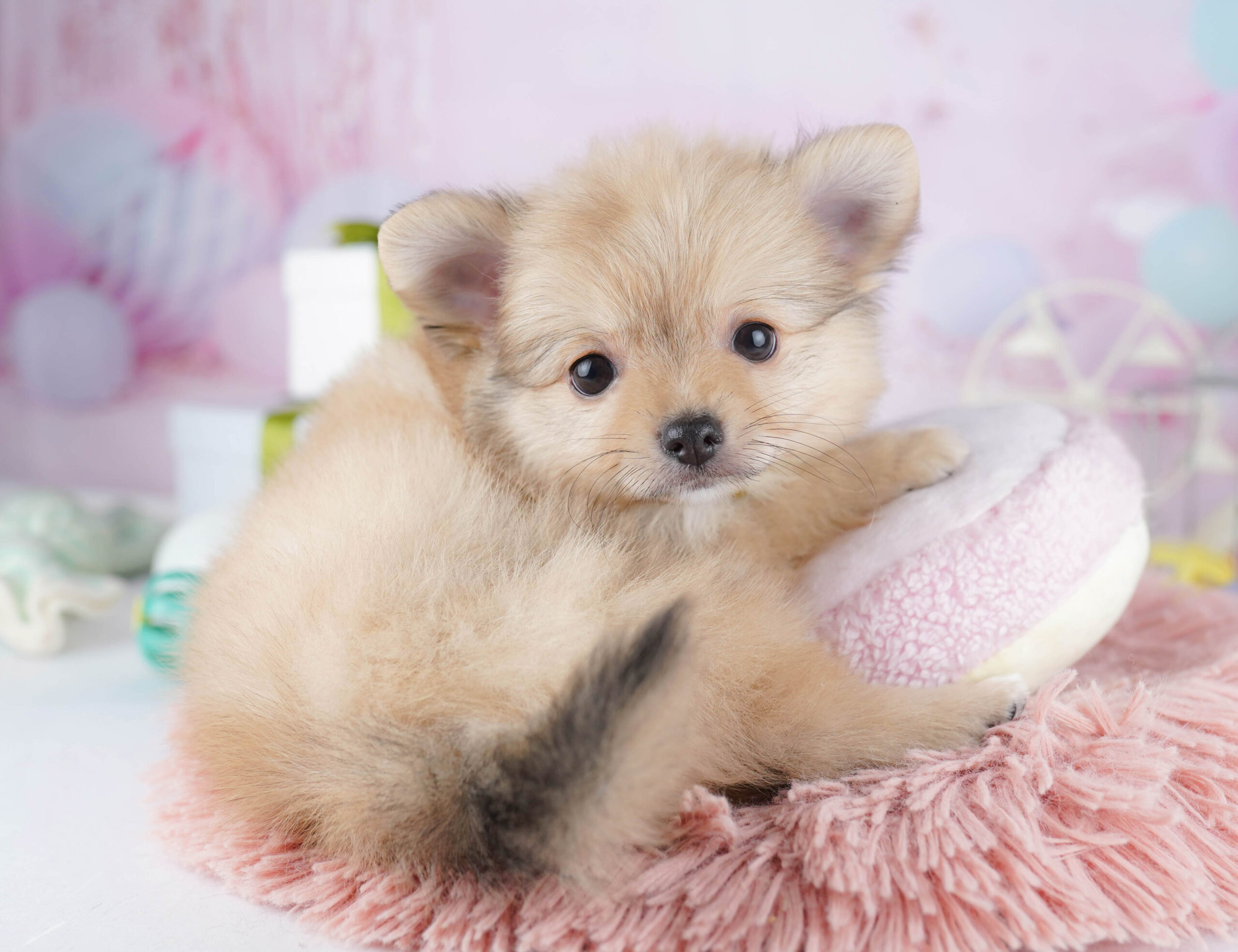 チワポメ | 男の子 | オレンジ | 2025年11月30日