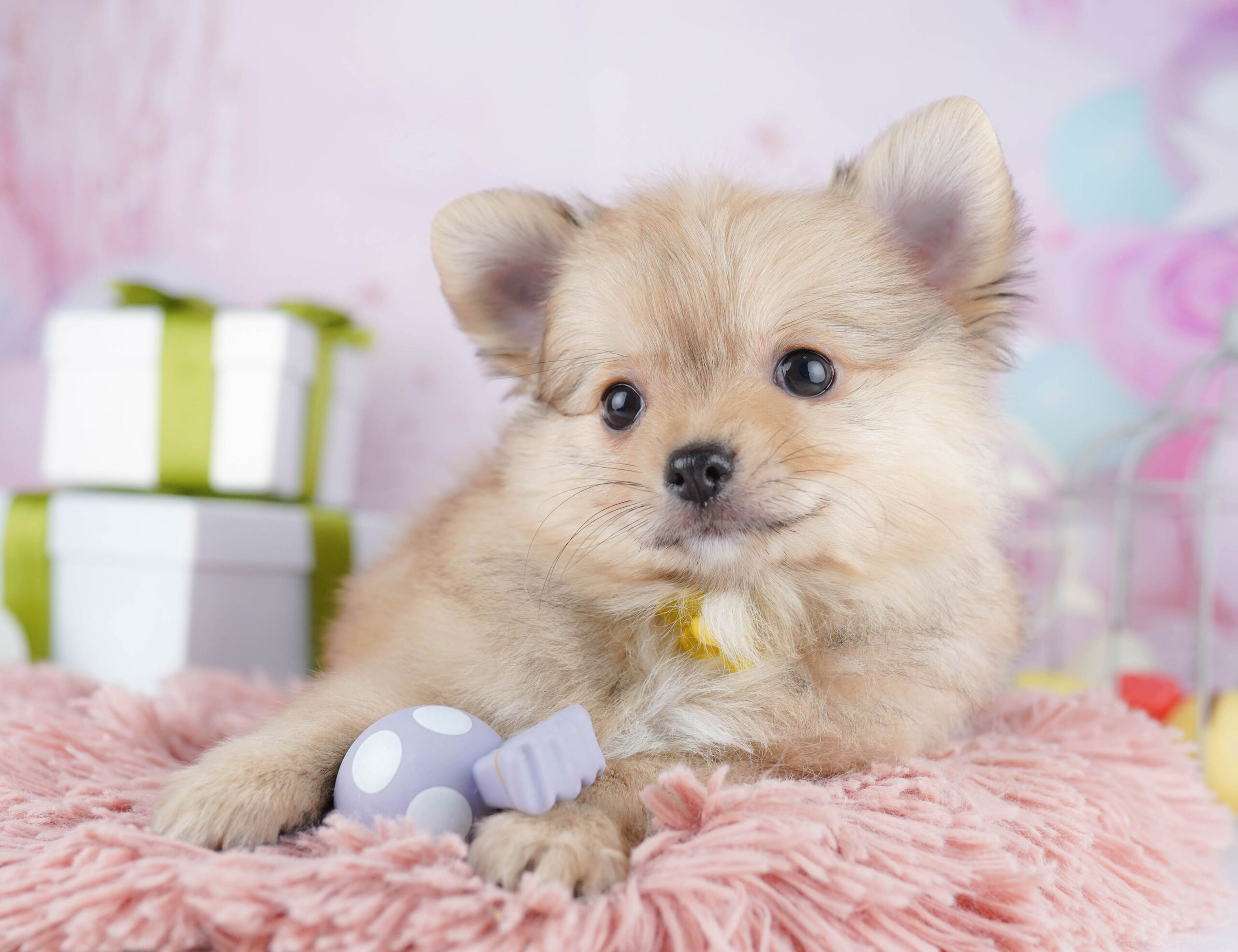 チワポメ | 男の子 | オレンジ | 2025年11月30日