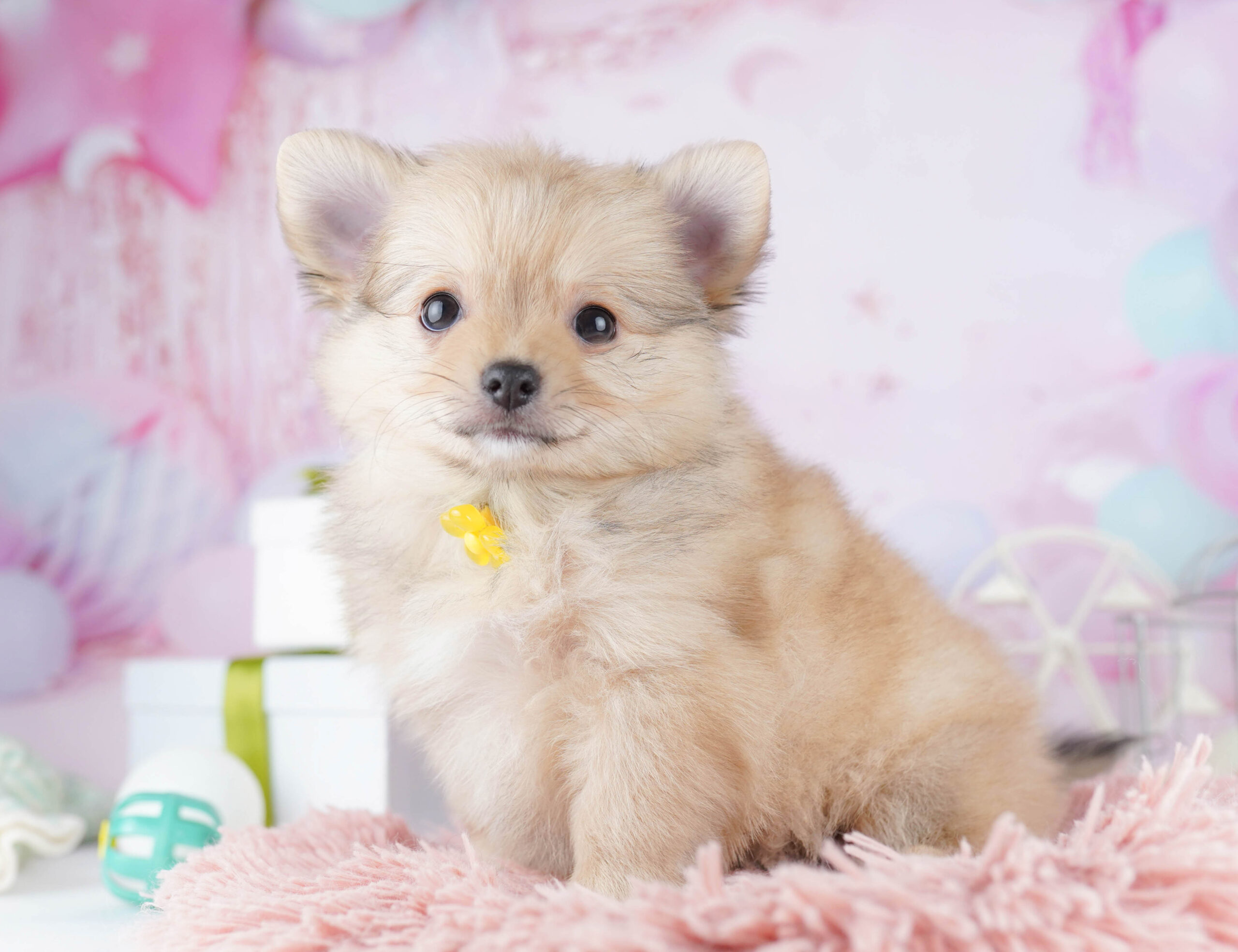 チワポメ | 男の子 | オレンジ | 2025年11月30日