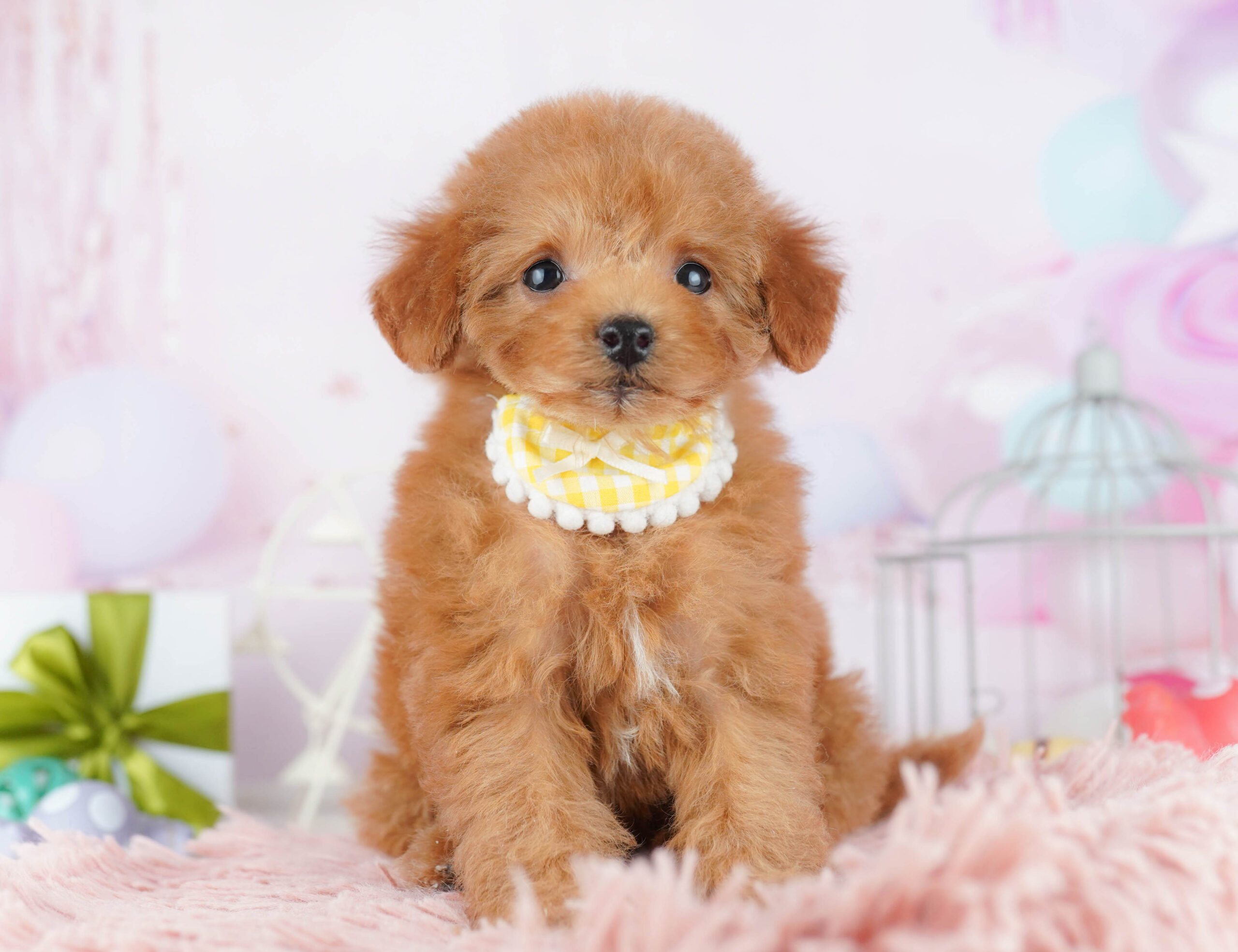 トイ・プードル | 女の子 | レッド | 2025年12月1日