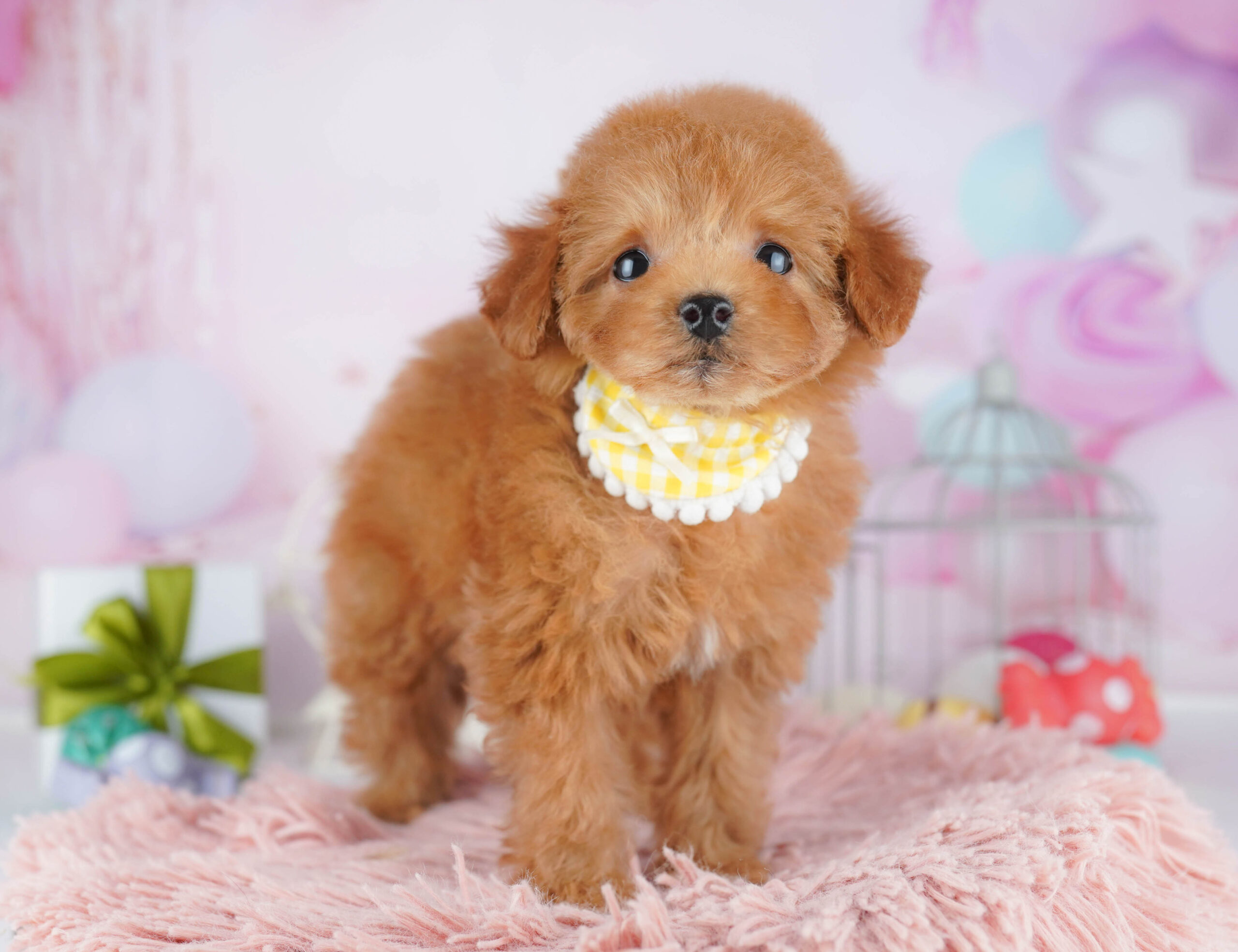 トイ・プードル | 女の子 | レッド | 2025年12月1日