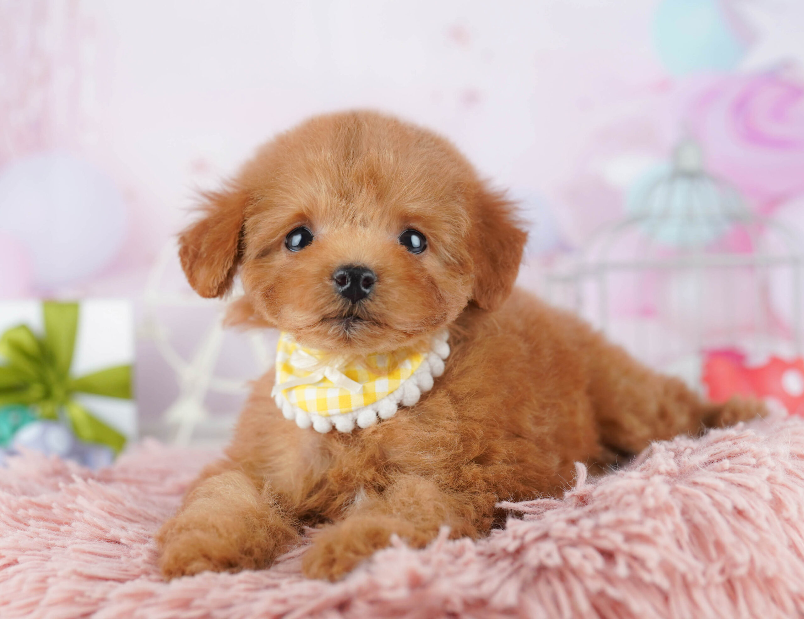 トイ・プードル | 女の子 | レッド | 2025年12月1日