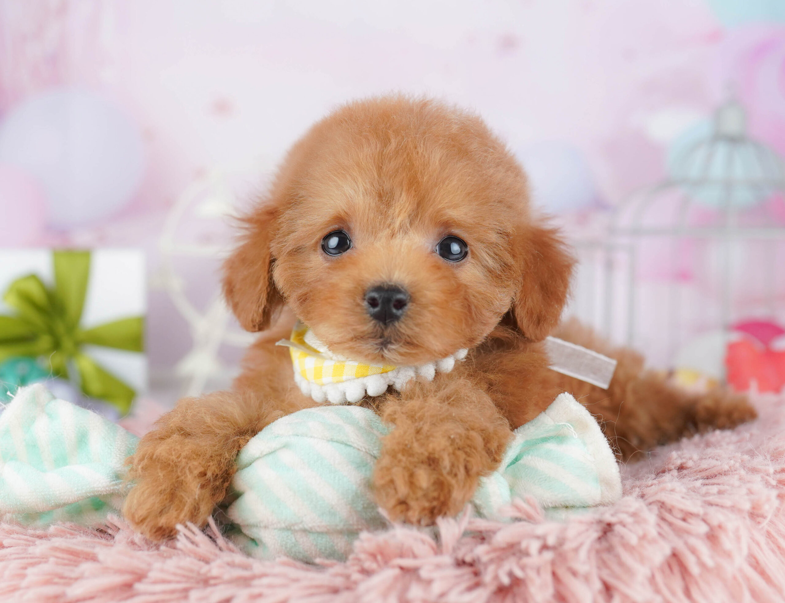 トイ・プードル | 女の子 | レッド | 2025年12月1日