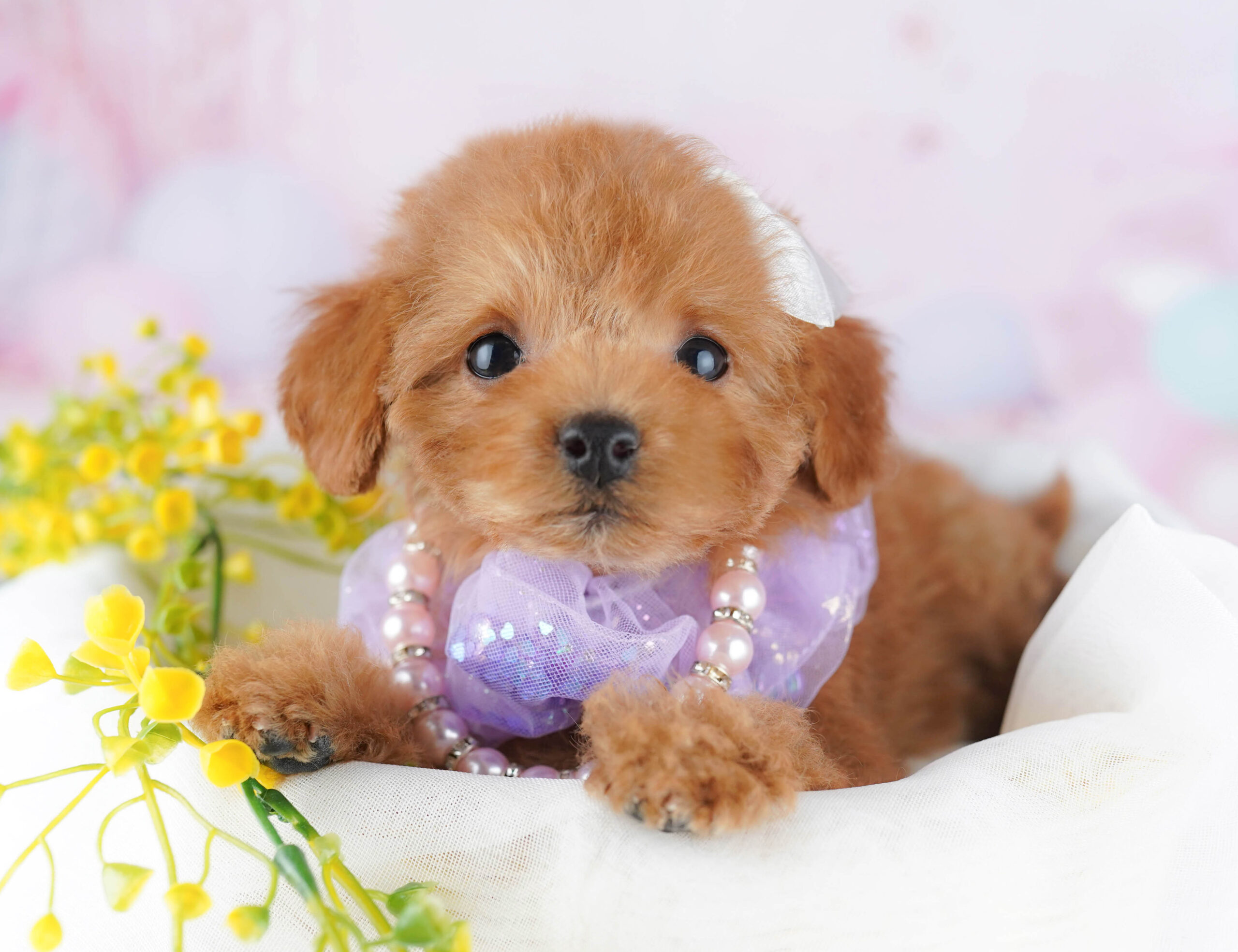 トイ・プードル | 女の子 | レッド | 2025年12月1日