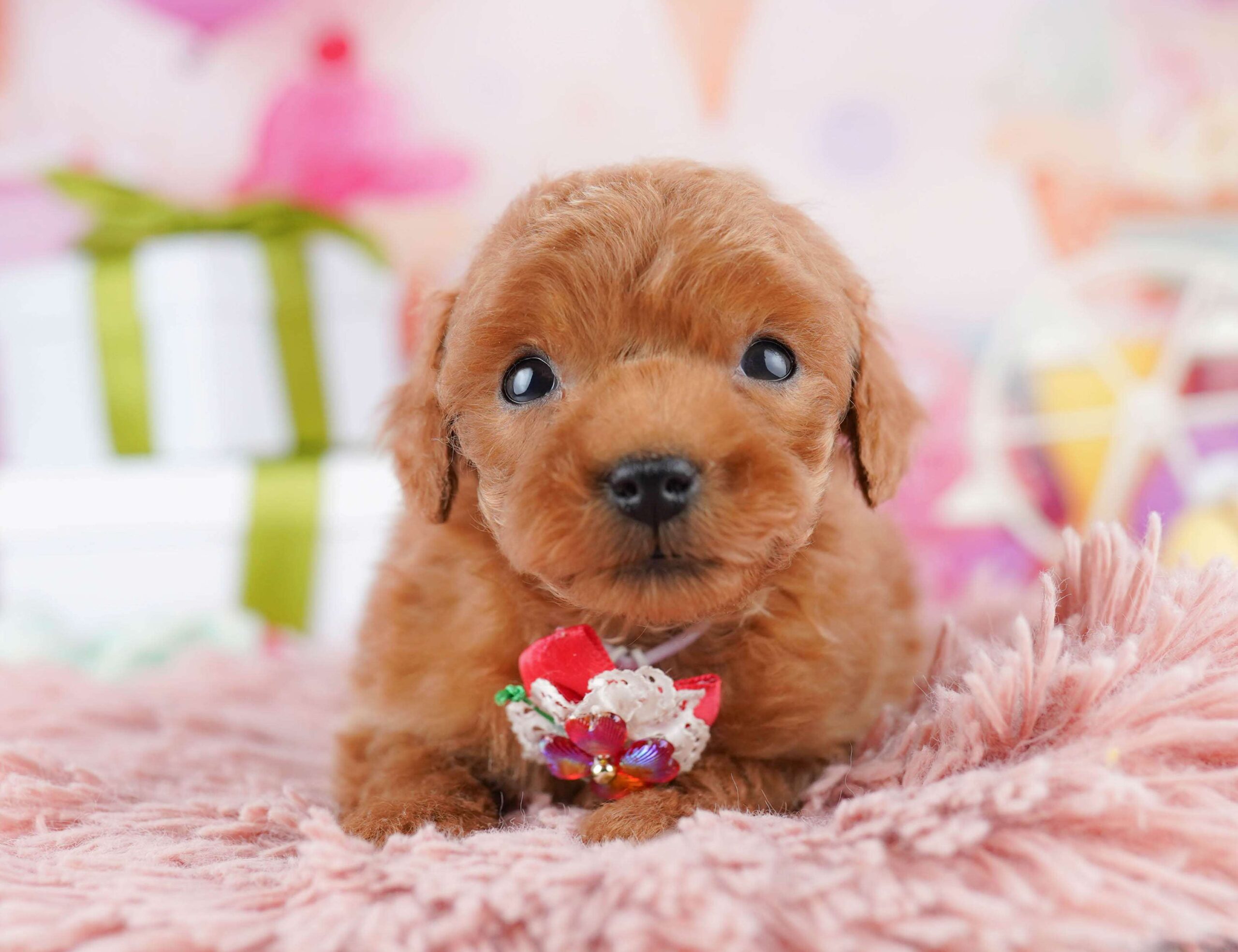 ティーカップ・プードル | 男の子 | レッド | 2025年12月4日