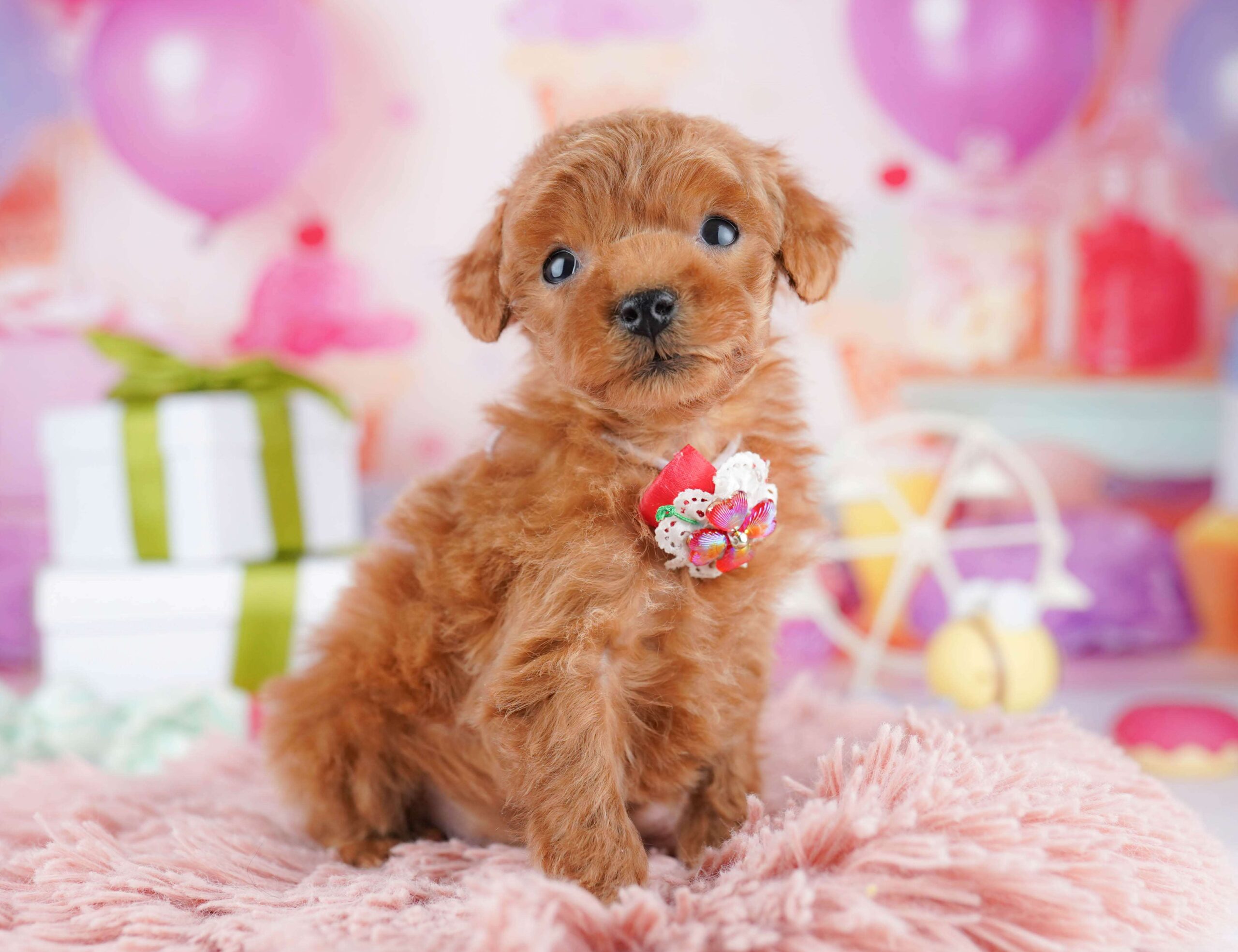 ティーカップ・プードル | 男の子 | レッド | 2025年12月4日