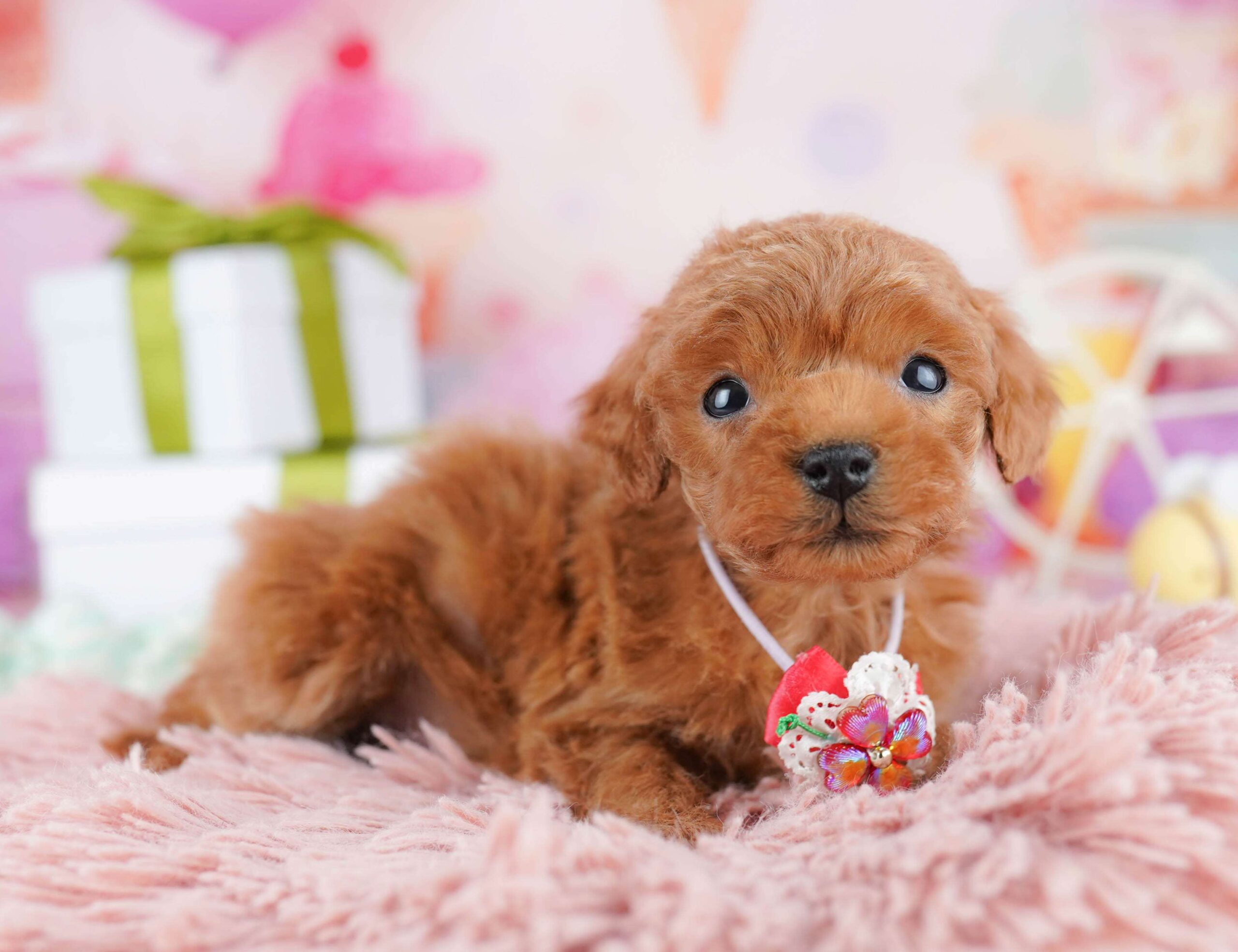 ティーカップ・プードル | 男の子 | レッド | 2025年12月4日