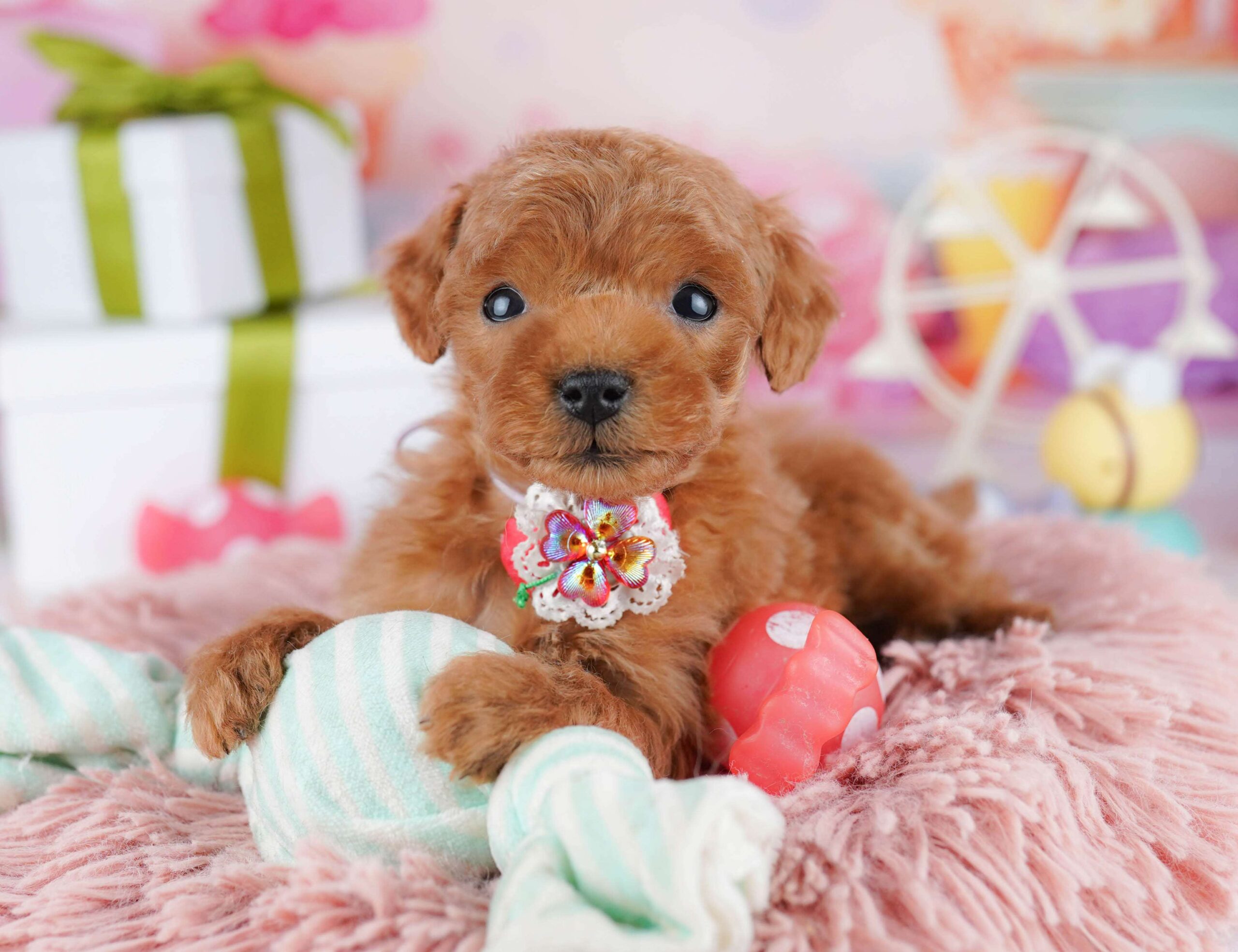 ティーカップ・プードル | 男の子 | レッド | 2025年12月4日