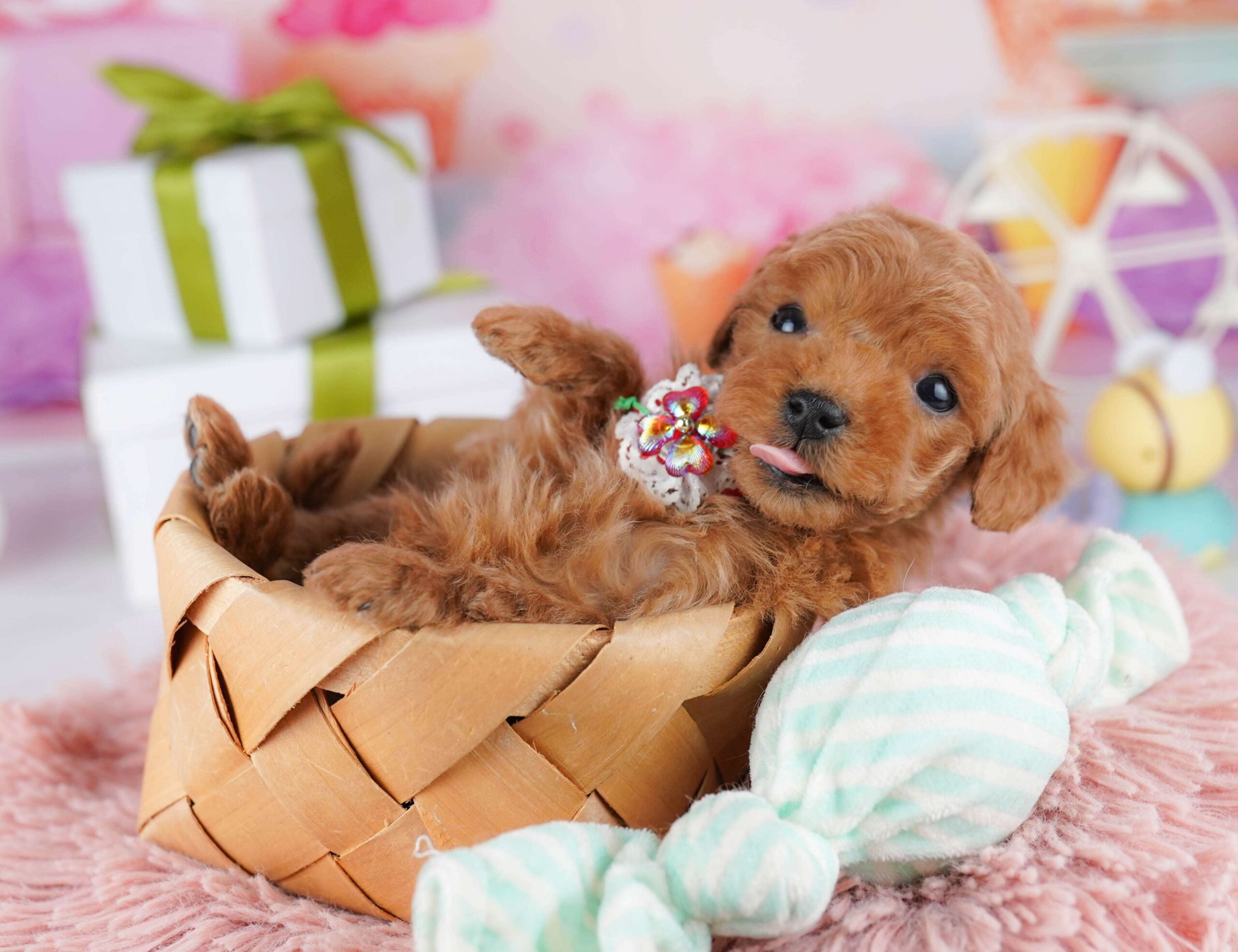 ティーカップ・プードル | 男の子 | レッド | 2025年12月4日