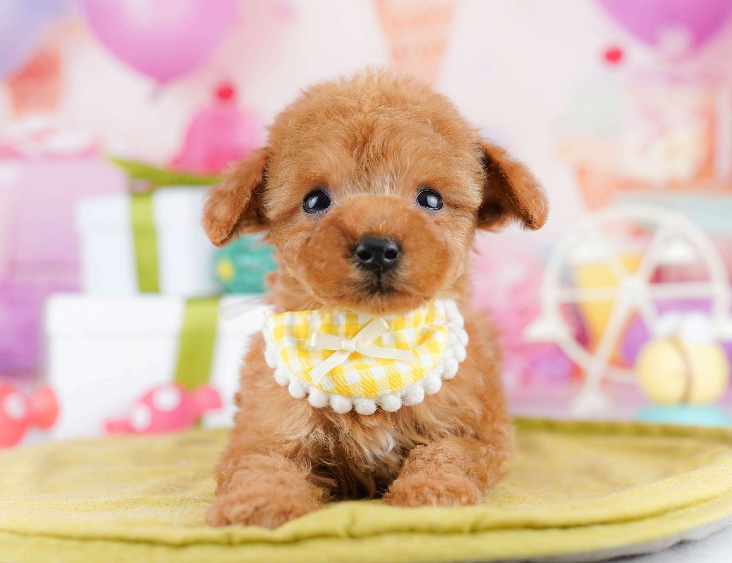 ティーカップ・プードル | 女の子 | レッド | 2025年12月4日