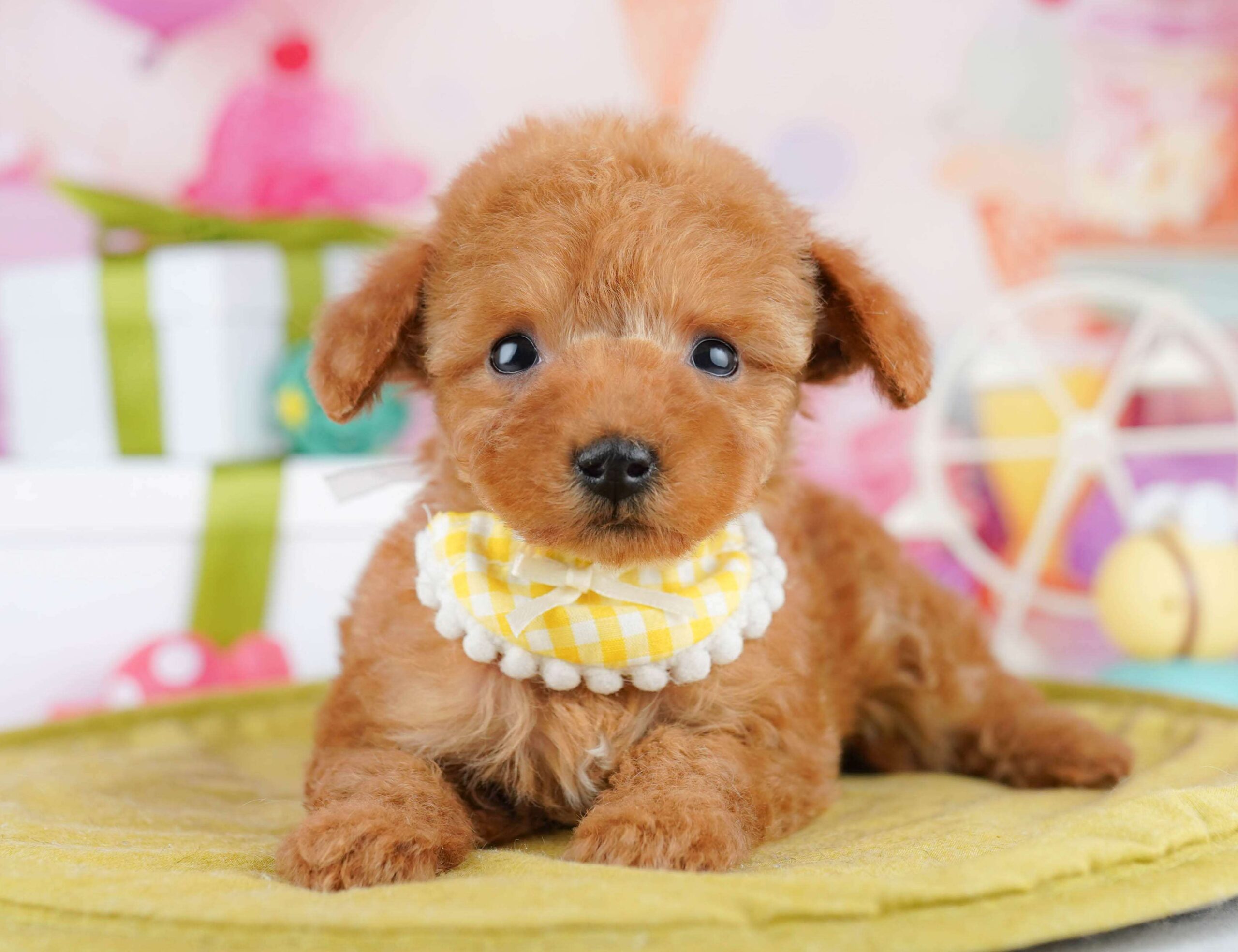 ティーカップ・プードル | 女の子 | レッド | 2025年12月4日