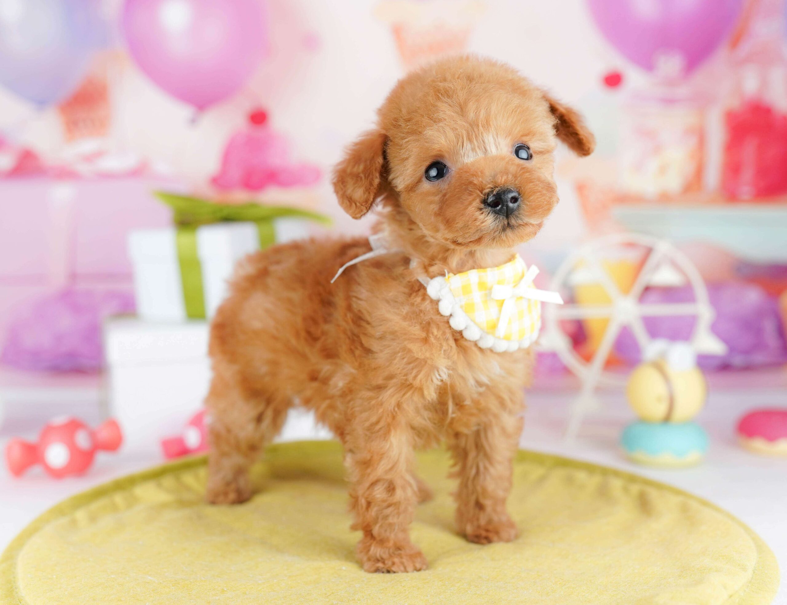 ティーカップ・プードル | 女の子 | レッド | 2025年12月4日