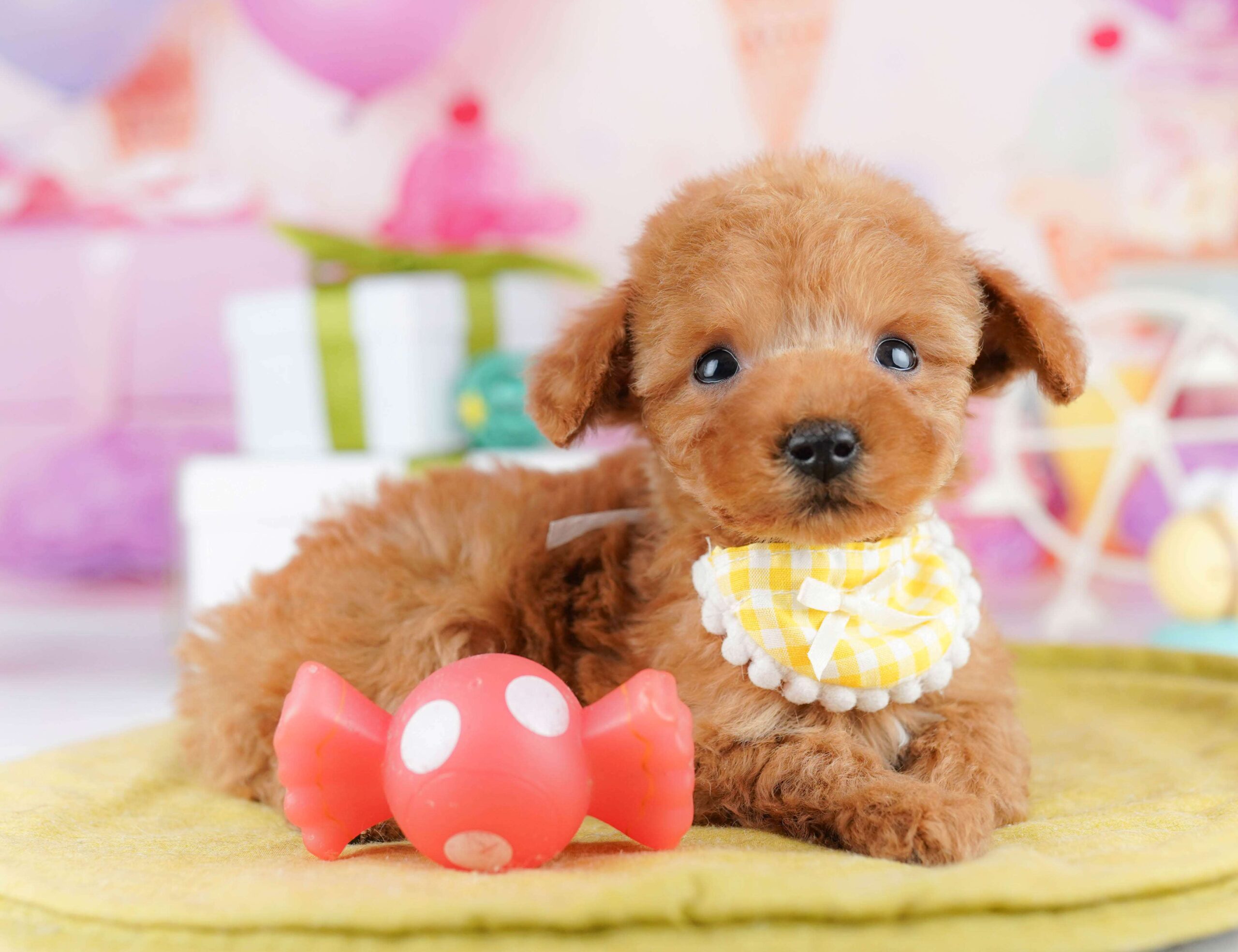 ティーカップ・プードル | 女の子 | レッド | 2025年12月4日