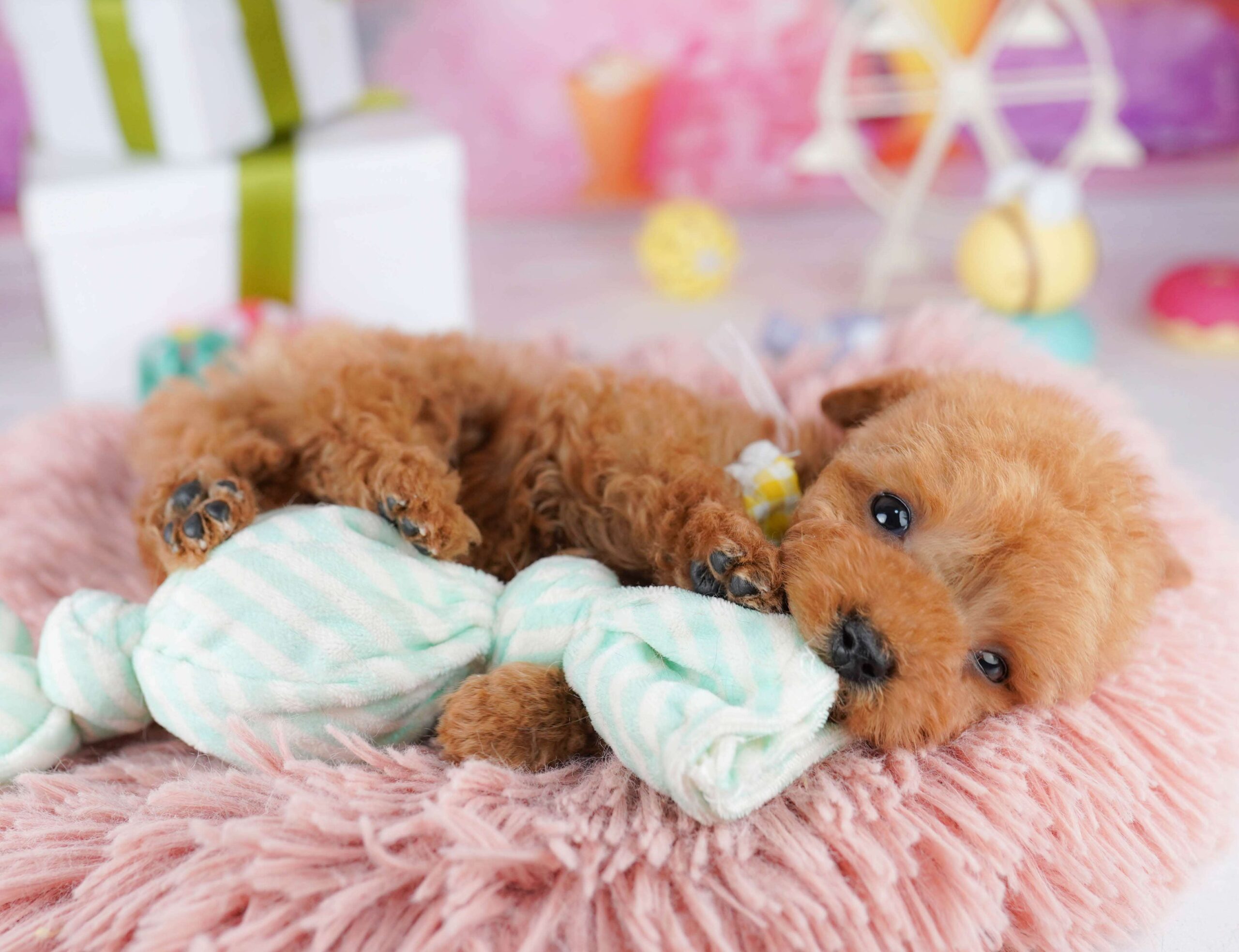 ティーカップ・プードル | 女の子 | レッド | 2025年12月4日