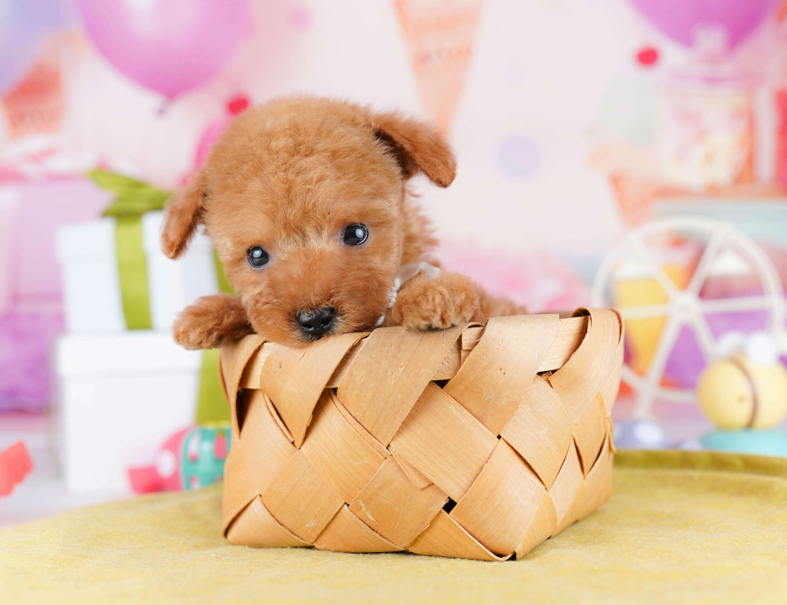 ティーカップ・プードル | 女の子 | レッド | 2025年12月4日