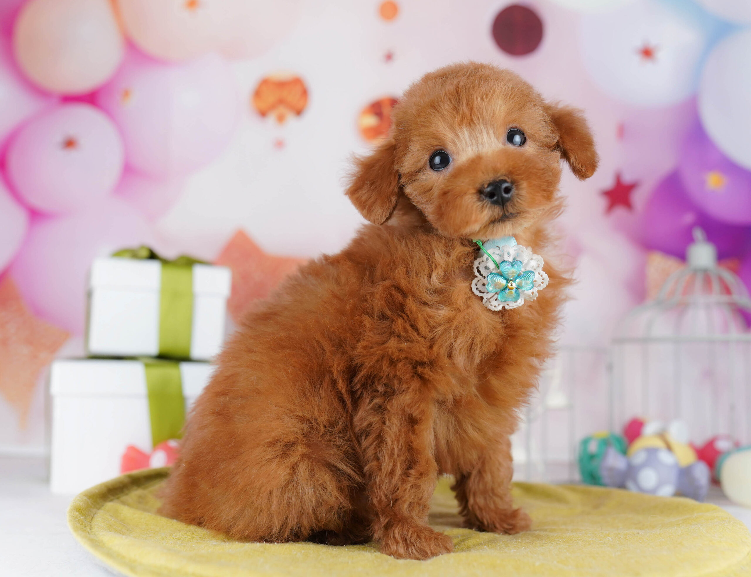 タイニー・プードル | 男の子 | レッド | 2025年12月4日