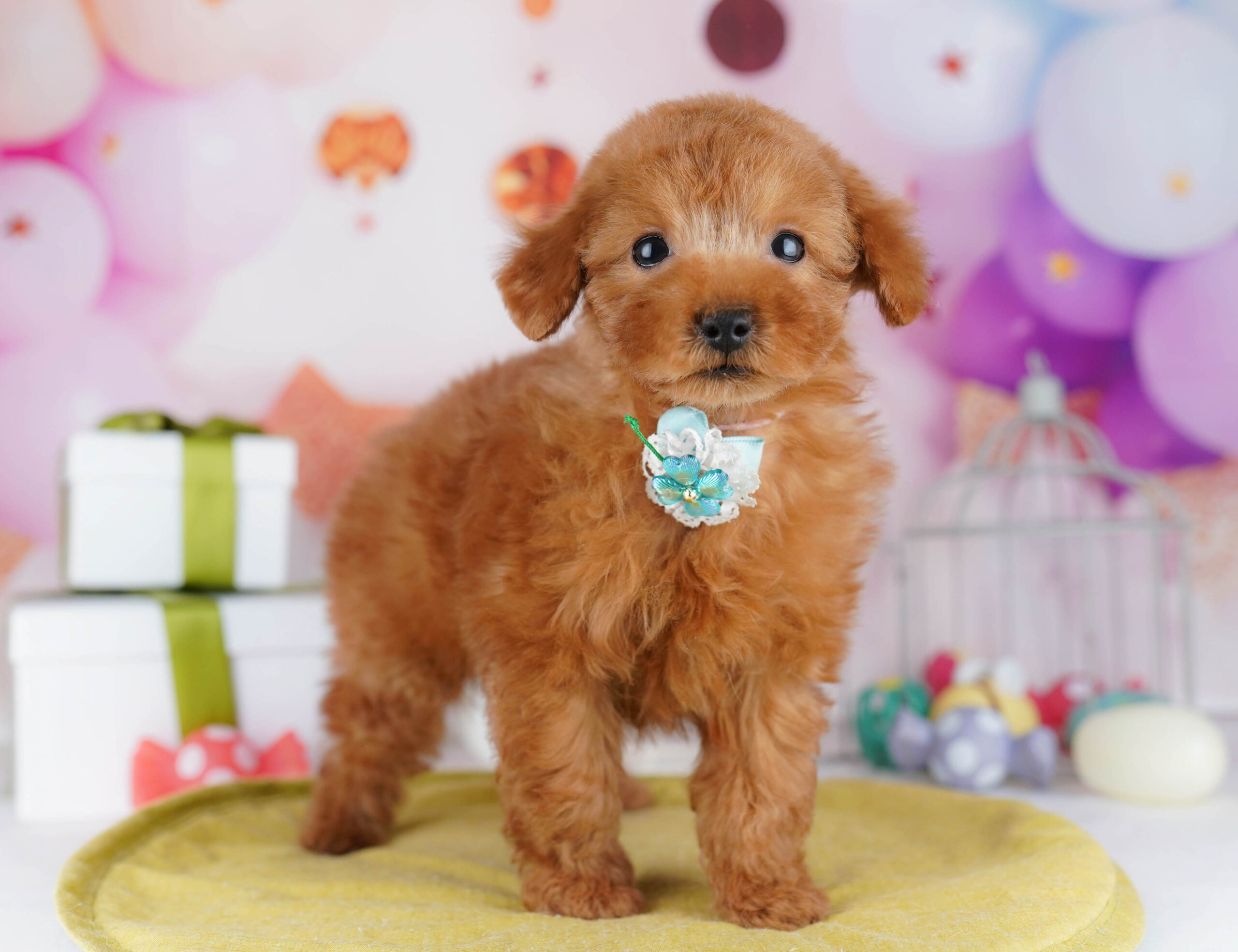 タイニー・プードル | 男の子 | レッド | 2025年12月4日