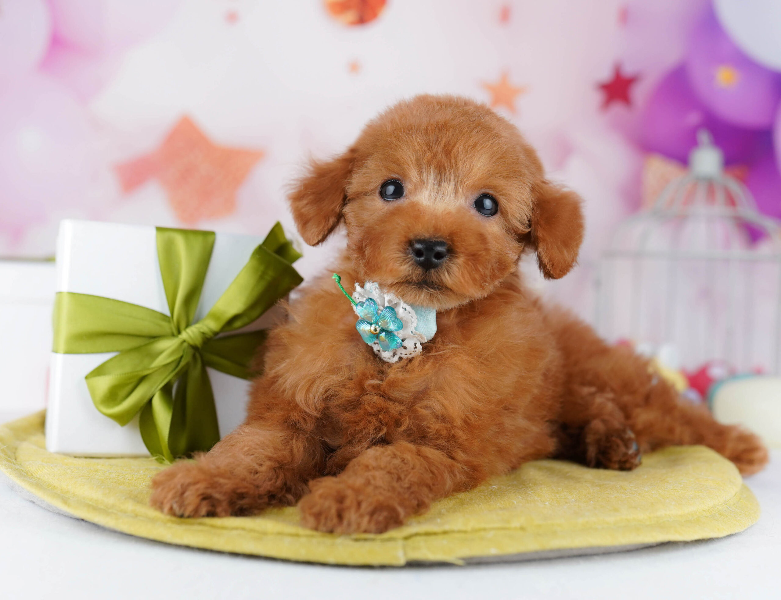 タイニー・プードル | 男の子 | レッド | 2025年12月4日