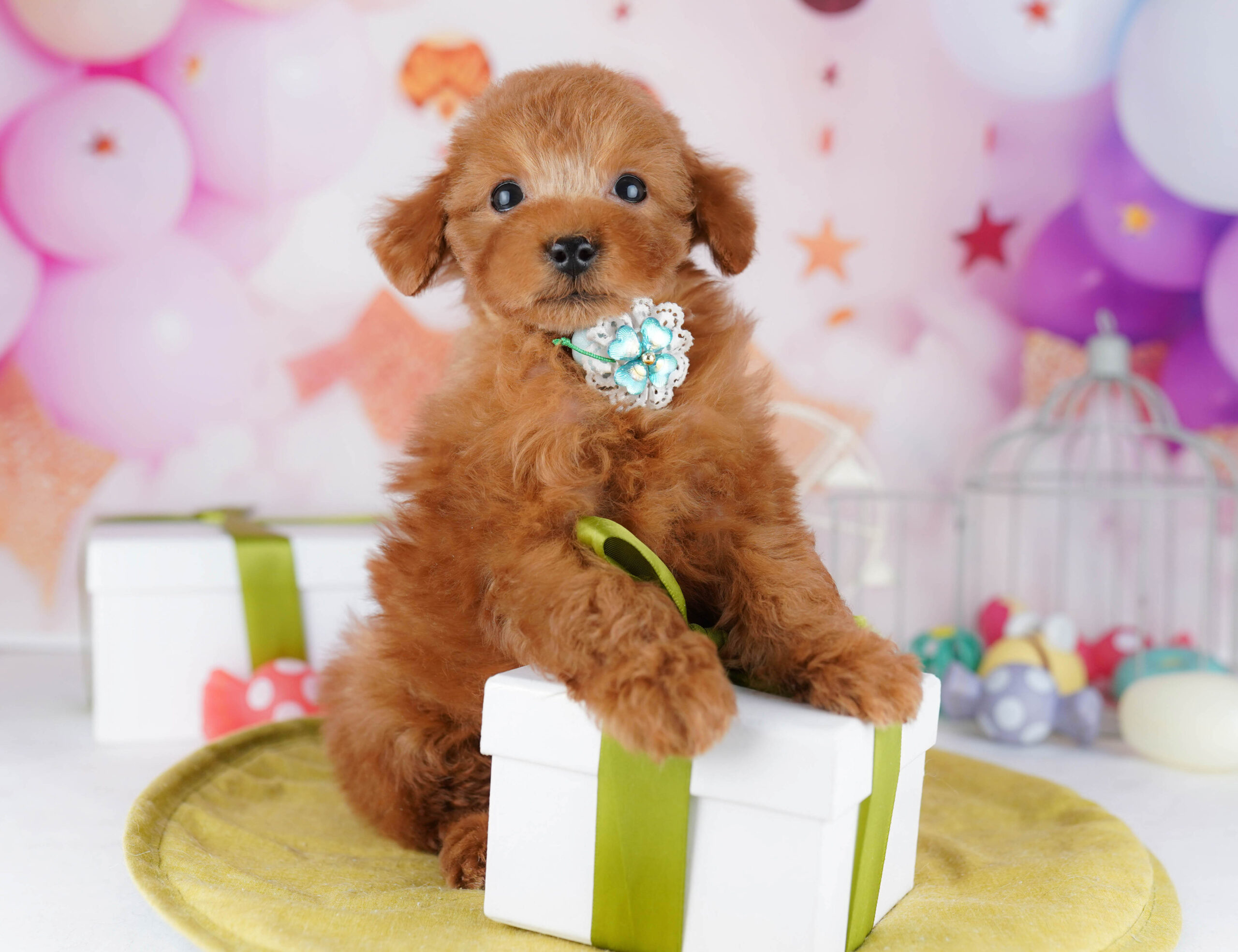 タイニー・プードル | 男の子 | レッド | 2025年12月4日