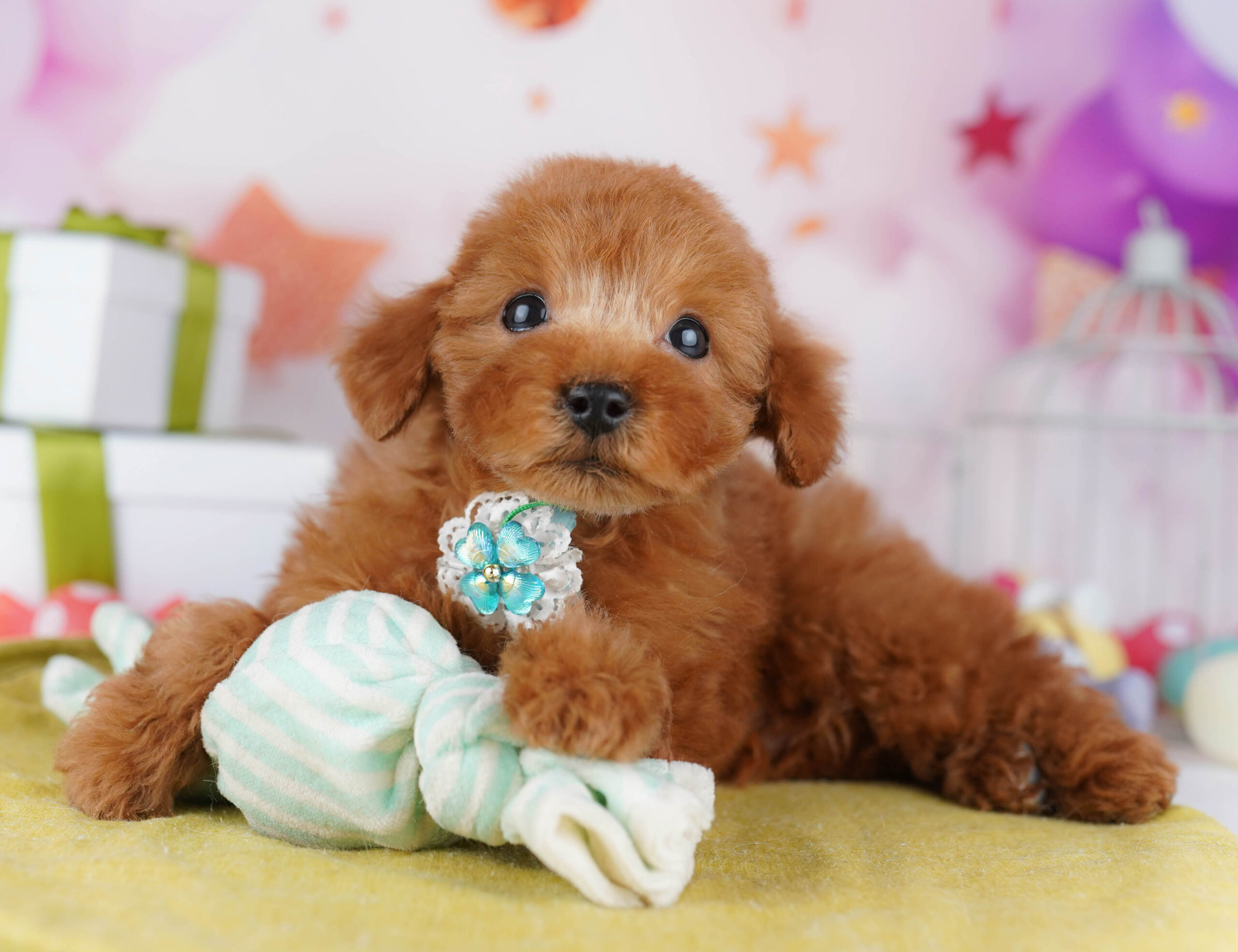 タイニー・プードル | 男の子 | レッド | 2025年12月4日