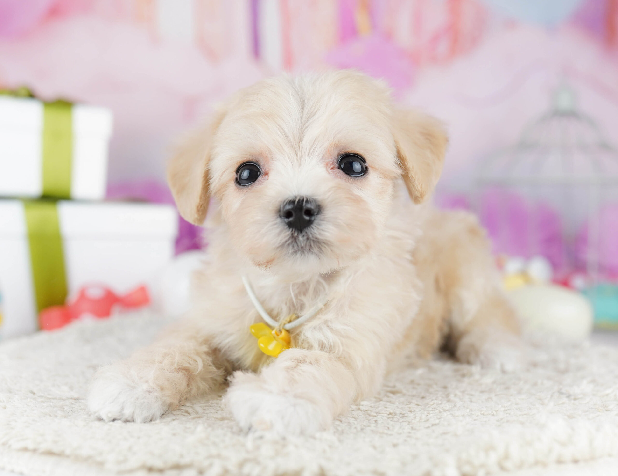 マルプー | 女の子 | クリーム | 2025年12月7日