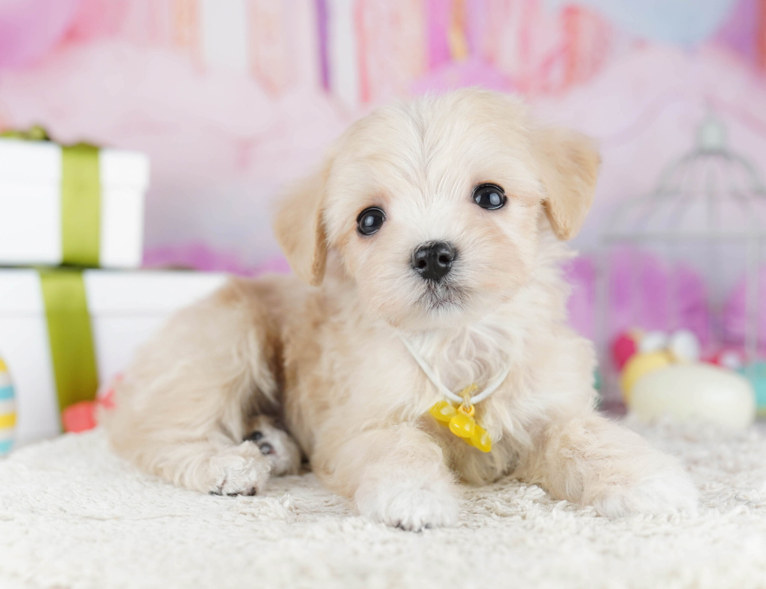 マルプー | 女の子 | クリーム | 2025年12月7日