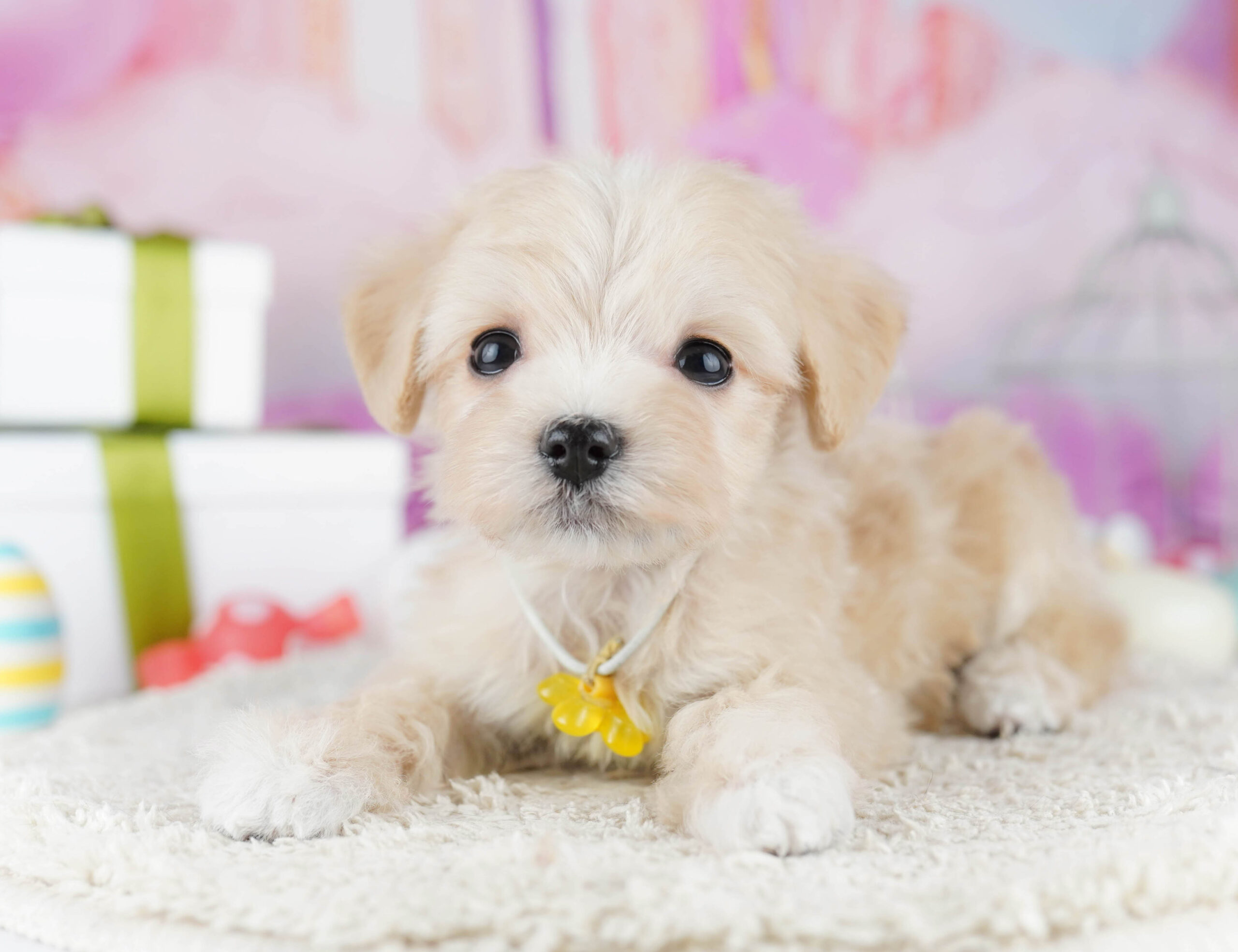 マルプー | 女の子 | クリーム | 2025年12月7日