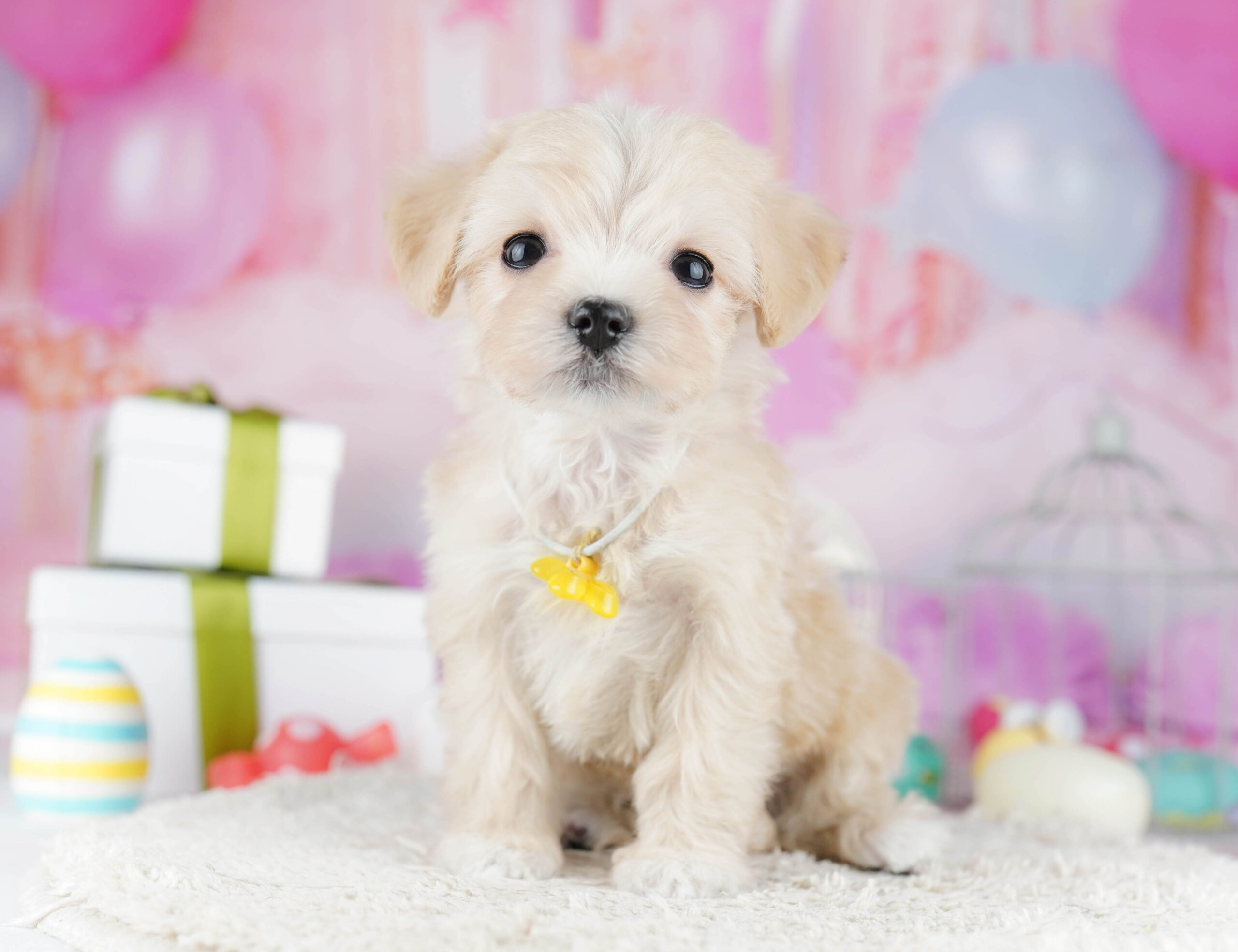 マルプー | 女の子 | クリーム | 2025年12月7日