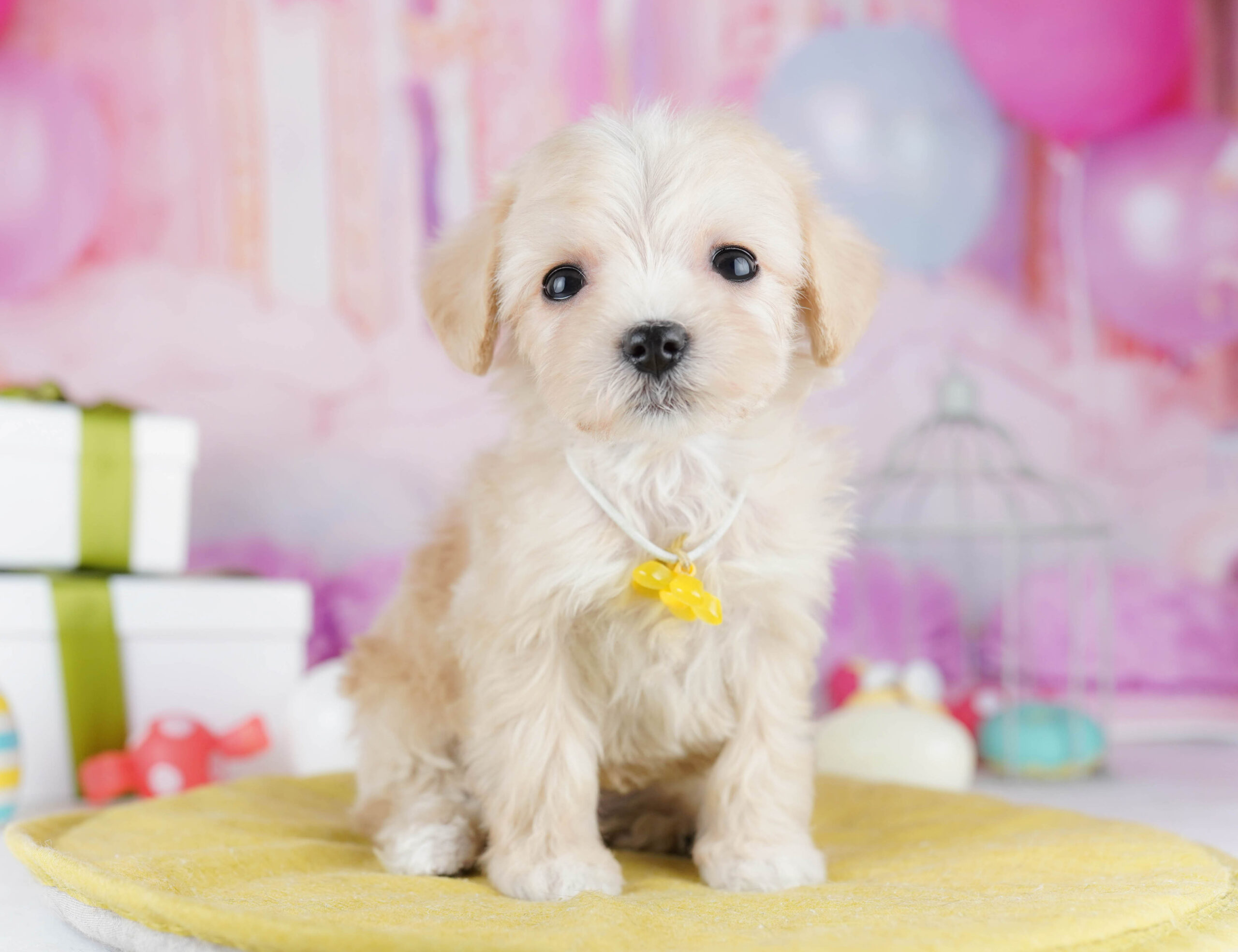 マルプー | 女の子 | クリーム | 2025年12月7日