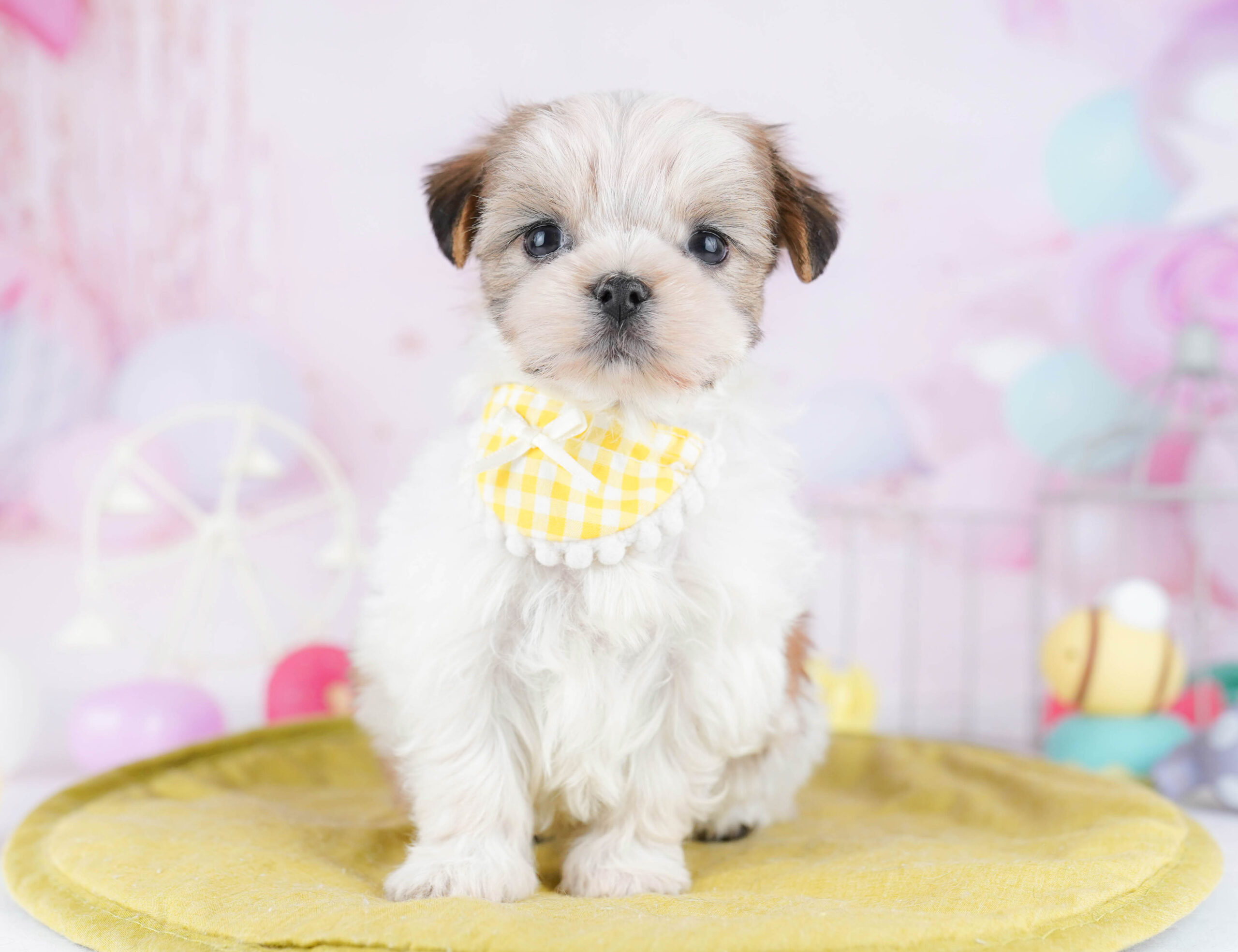 マルズー | 女の子 | ゴールド＆ホワイト | 2025年12月9日