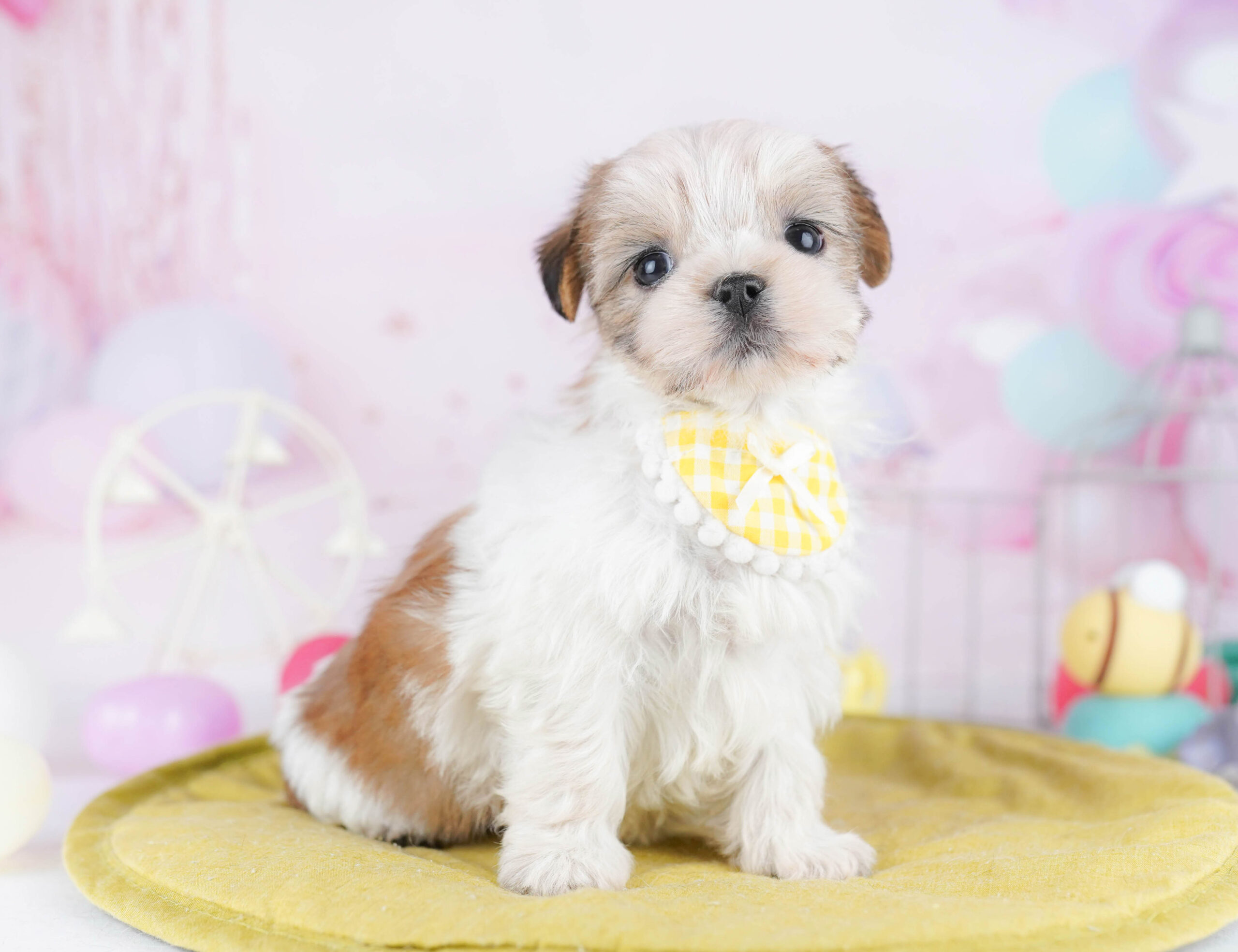 マルズー | 女の子 | ゴールド＆ホワイト | 2025年12月9日