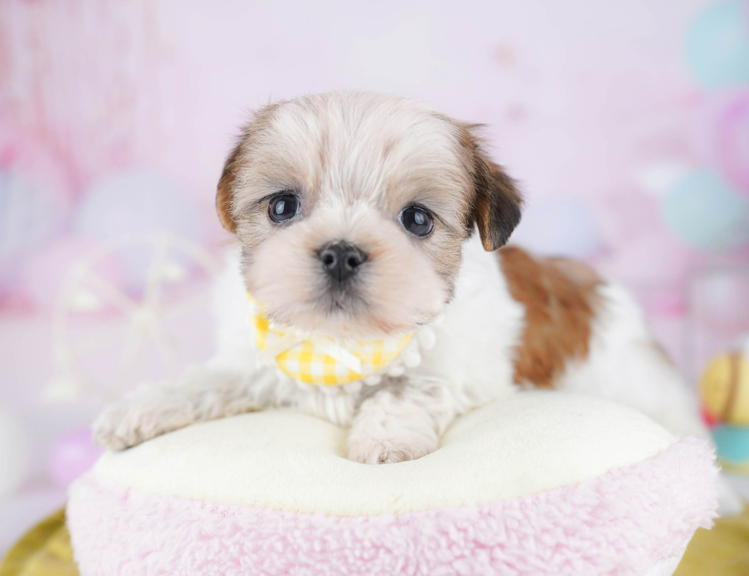 マルズー | 女の子 | ゴールド＆ホワイト | 2025年12月9日